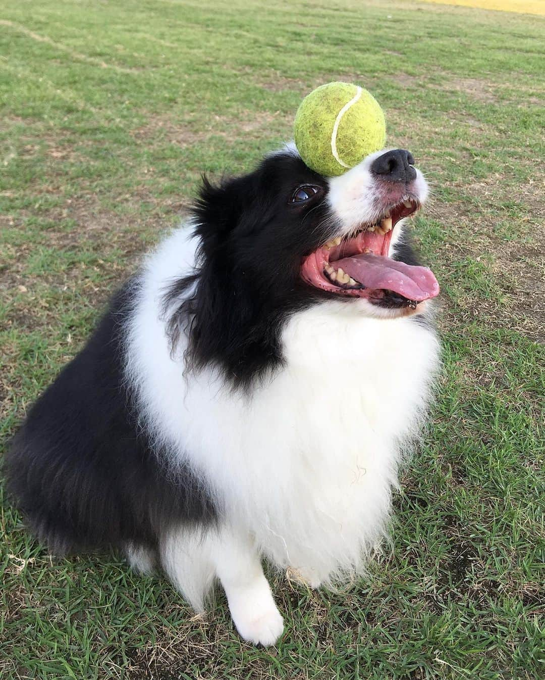 犬バカ部宣伝部長さんのインスタグラム写真 - (犬バカ部宣伝部長Instagram)「①もちろん落とします﻿ 🎾乗せてiPhone構えて撮ると🤣﻿ ②おっと。﻿ ③シャキーン✨これぞ乗せ乗せ🐼✨﻿ ﻿ #犬バカ部﻿ #bordercollie﻿ #ボーダーコリー ﻿ #犬 #乗せ乗せ #テニスボール大好き」8月7日 19時40分 - umetaturou