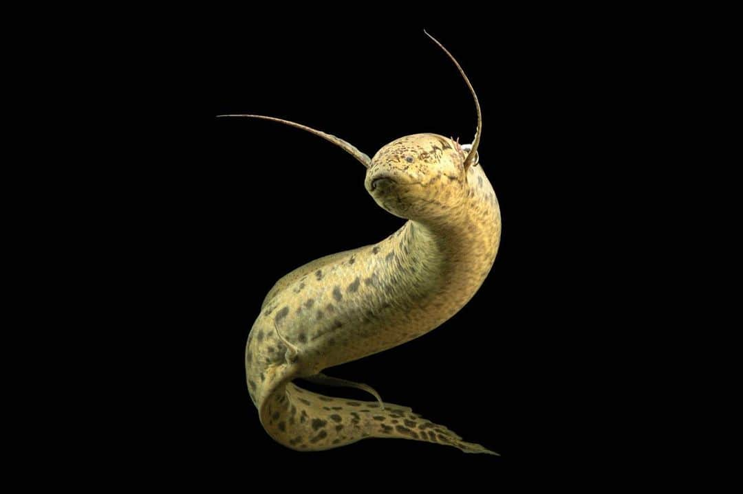 Joel Sartoreさんのインスタグラム写真 - (Joel SartoreInstagram)「This marbled lungfish @moscow_zoo_official is not your typical fish. Adult marbled lungfish live in swamps, riverbeds, floodplains, and river deltas throughout Africa and can grow to be over six feet long. Species like this one have a modified swim bladder, which in most fish is used for buoyancy when swimming, but in the lungfish it also absorbs oxygen and removes waste. This means that ​despite being aquatic, this fish can survive even when pools dry up ​by burrowing into the mud and sealing itself within a mucous-lined burrow. During this time, it breathes air through its swim bladder instead of through its gills! #marbledlungfish #lungfish #swimbladder #Africa #aquatic #PhotoArk #savetogether」8月7日 19時48分 - joelsartore