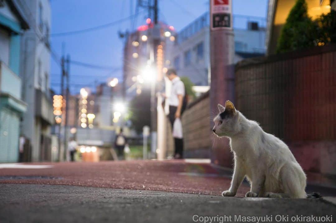 Masayukiさんのインスタグラム写真 - (MasayukiInstagram)「待つ。  #cat #ねこ」8月7日 20時02分 - okirakuoki