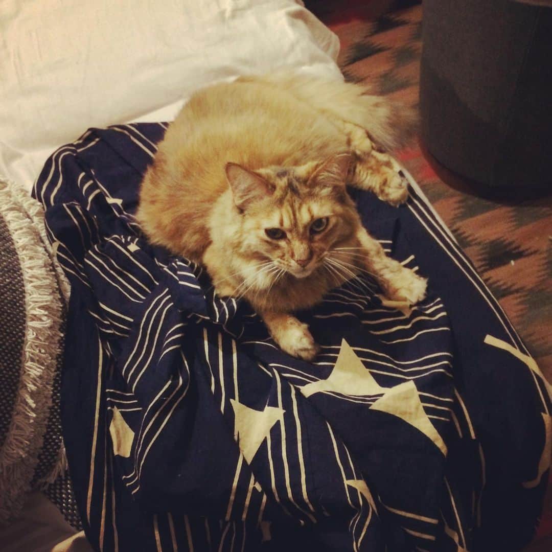 岡田屋鉄蔵のインスタグラム：「シャワー上がって洗い立ての浴衣にと思ったら。あ、温めてくれたのかな！親切！真夏だけどね！」