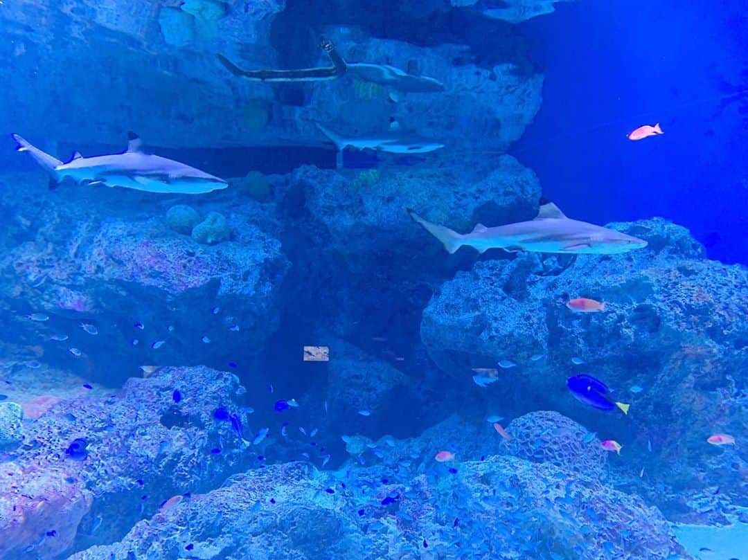 千葉恵里さんのインスタグラム写真 - (千葉恵里Instagram)「水族館🦈🐬🐟🐠 ・ ・ ・ #きれいだった #サメ #水族館 #久しぶり」8月7日 20時24分 - eriierii_1027