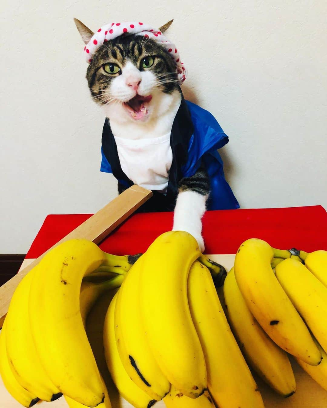 マロさんのインスタグラム写真 - (マロInstagram)「🍌バナナの日🍌  SWIPE▶️ たたき売り😹安いニャリ〰 August  7 is the day of Banana in Japan. ☆ いつもコメントありがとうございます😸🙏💕 返信出来なくてすみません🙇‍♀️ 全て拝見しています🐾 ☆ Thank you for your kind comments😸🙏💕 I'm  sorry that I couldn't reply. ☆ #cat#cats#catsofinstagram#😻 #catsoftheworld#banana #japaneseculture#ねこ#ネコ#猫 #にゃんすたぐらむ#ねこ部 #ふわもこ部#今日は何の日#バナナ #バナナの日#バナナのたたき売り  #猫のいる暮らし#猫のいる生活」8月7日 20時44分 - rinne172