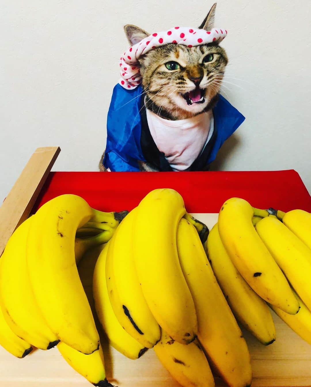 マロさんのインスタグラム写真 - (マロInstagram)「🍌バナナの日🍌  SWIPE▶️ たたき売り😹安いニャリ〰 August  7 is the day of Banana in Japan. ☆ いつもコメントありがとうございます😸🙏💕 返信出来なくてすみません🙇‍♀️ 全て拝見しています🐾 ☆ Thank you for your kind comments😸🙏💕 I'm  sorry that I couldn't reply. ☆ #cat#cats#catsofinstagram#😻 #catsoftheworld#banana #japaneseculture#ねこ#ネコ#猫 #にゃんすたぐらむ#ねこ部 #ふわもこ部#今日は何の日#バナナ #バナナの日#バナナのたたき売り  #猫のいる暮らし#猫のいる生活」8月7日 20時44分 - rinne172