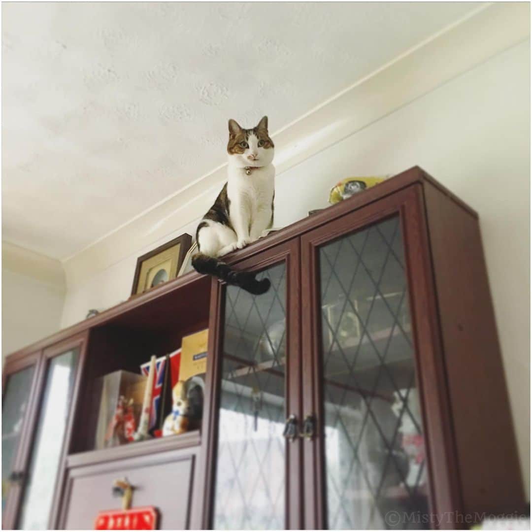 Misty The Moggieさんのインスタグラム写真 - (Misty The MoggieInstagram)「Yep, the weather up here is a lot better」8月7日 20時43分 - mistythemoggie
