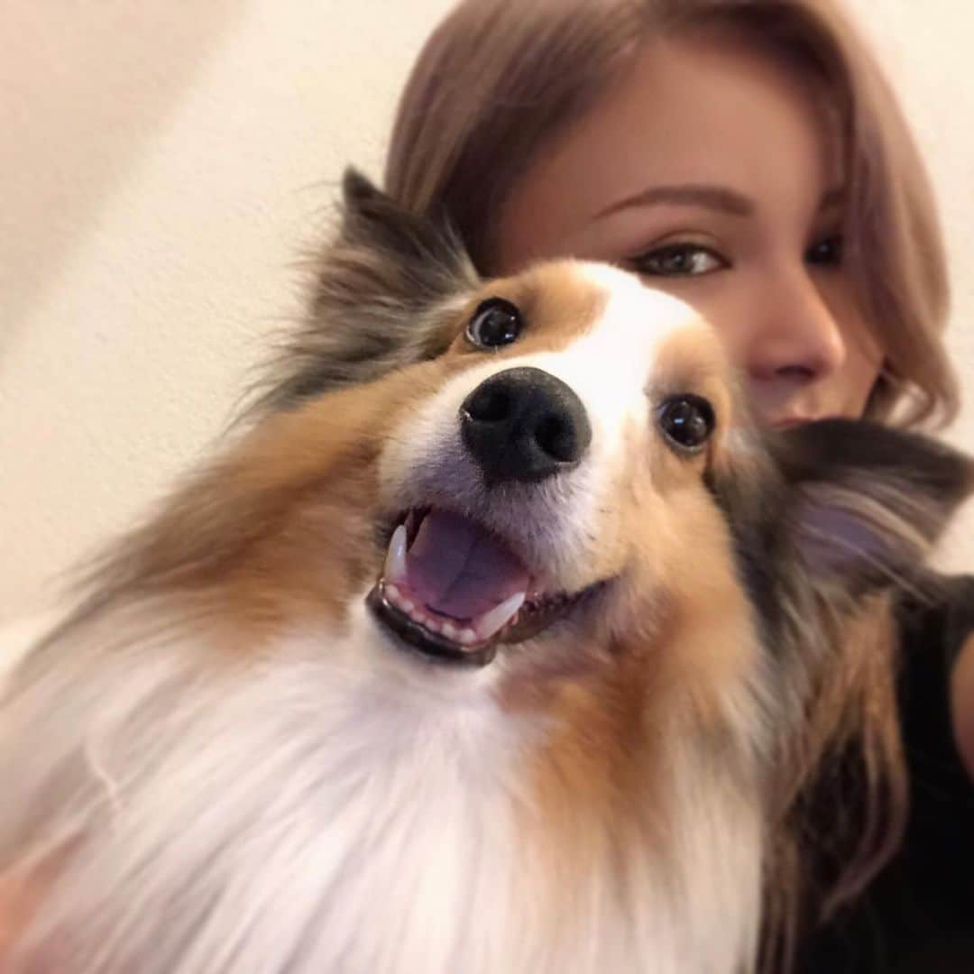 アミンカレダのインスタグラム：「【ロイくん、テレビでるってよ】﻿ ﻿ 先日私のTwitterで﻿ 「犬かきができない犬」として﻿ バズった愛犬ロイくんが、﻿ ﻿ 明日8/8 朝5:30〜﻿ (ロイくんが出るのは6:30頃) TBS あさチャン！にて﻿ 紹介されることになりました🐶﻿ ﻿ 私が人生で1番しんどい時期に﻿ 運命的な出会いを果たし飼い始めたロイくん、﻿ またひとつ記念が出来て飼い主歓喜です。﻿ ﻿ 犬かきが出来なくても﻿ 大好きなのは変わらないです。﻿ 犬も多種多様なんよね🐕💕﻿ ﻿ ﻿ 紹介されるであろう動画はスワイプしてみてね👉﻿ ﻿ ﻿ #愛犬 #シェットランドシープドッグ #シェルティ #地上波デビュー #犬かきが出来ない犬#あさチャン」