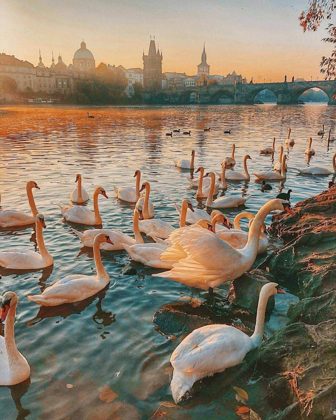 BEAUTIFUL DESTINATIONSさんのインスタグラム写真 - (BEAUTIFUL DESTINATIONSInstagram)「Spend your day with the #Prague swans! You can get a good view spot near the Franz Kafka Museum to see the swans. You also get a beautiful view of the Charles Bridge. (📷: @vetrana 📍: Prague, Czech Republic)」8月7日 21時06分 - beautifuldestinations