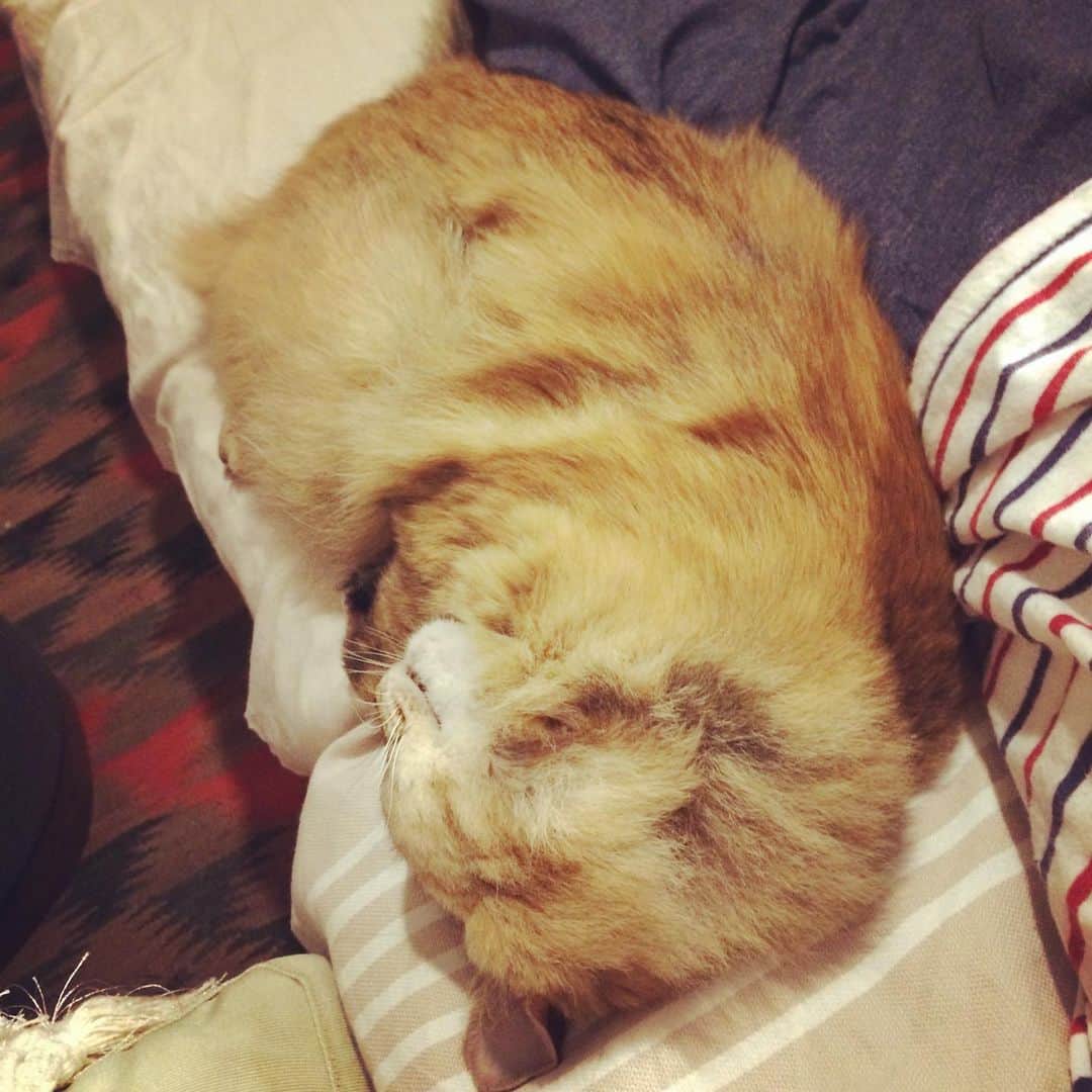 岡田屋鉄蔵さんのインスタグラム写真 - (岡田屋鉄蔵Instagram)「体調悪くなってからの甘えたぶりが凄いミルバさん。片時も離れたくないマンに。」8月7日 21時07分 - nabhamab