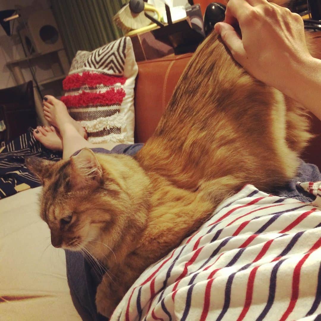 岡田屋鉄蔵のインスタグラム：「体調悪くなってからの甘えたぶりが凄いミルバさん。片時も離れたくないマンに。」