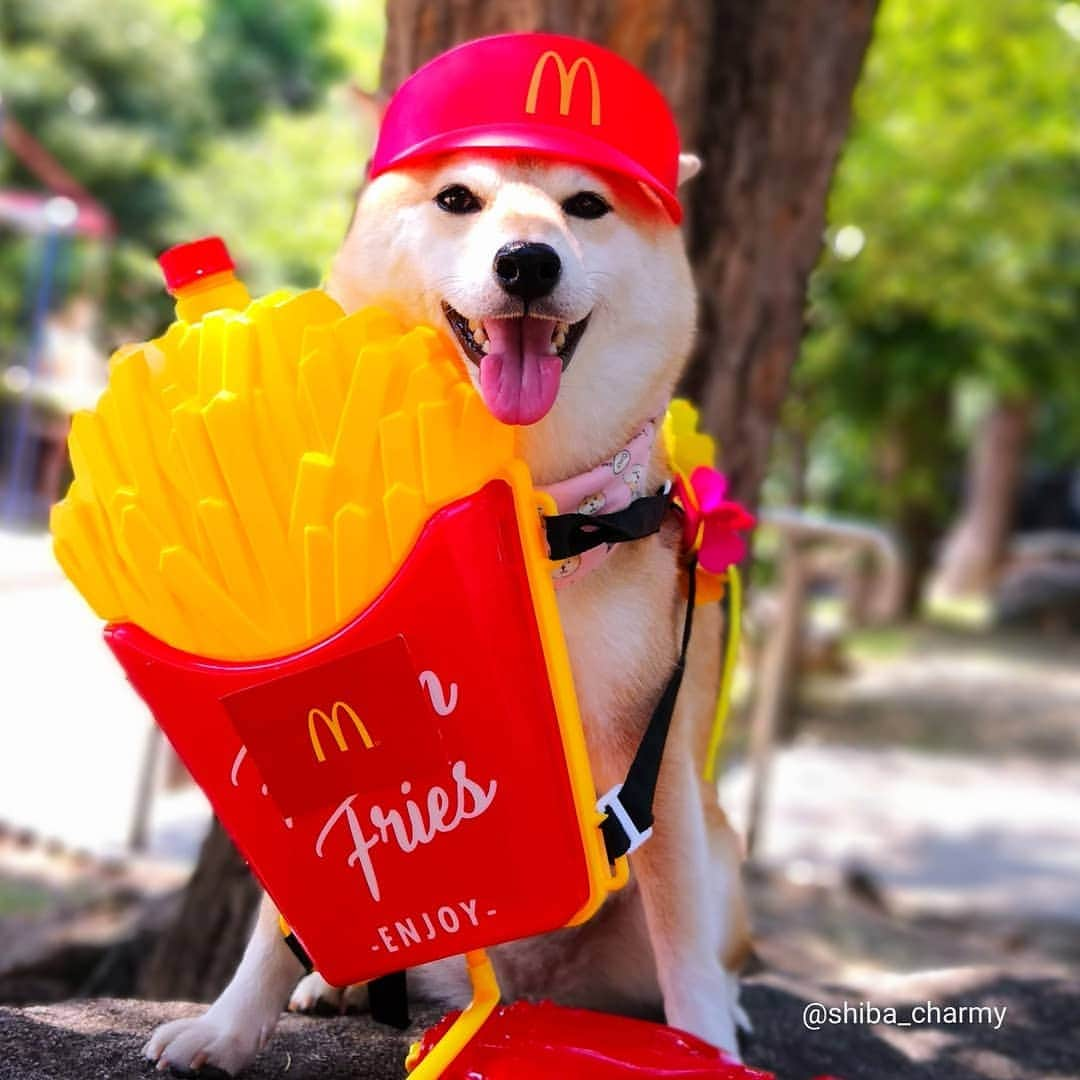 ちゃみさんのインスタグラム写真 - (ちゃみInstagram)「🍟Mcdonald's👅 マックのサンバイザーしたらチョイ👅顔に🤭 #スマイル0円 #最後はポテトの配達行ってきま～す！笑 #マック#マクド #なりきりマクドナルド * * #shiba#shibainu#shibastagram#weeklyfluff#dog#doge#adorable#시바견#柴犬#しばいぬ#犬#愛犬」8月7日 21時15分 - shiba_charmy