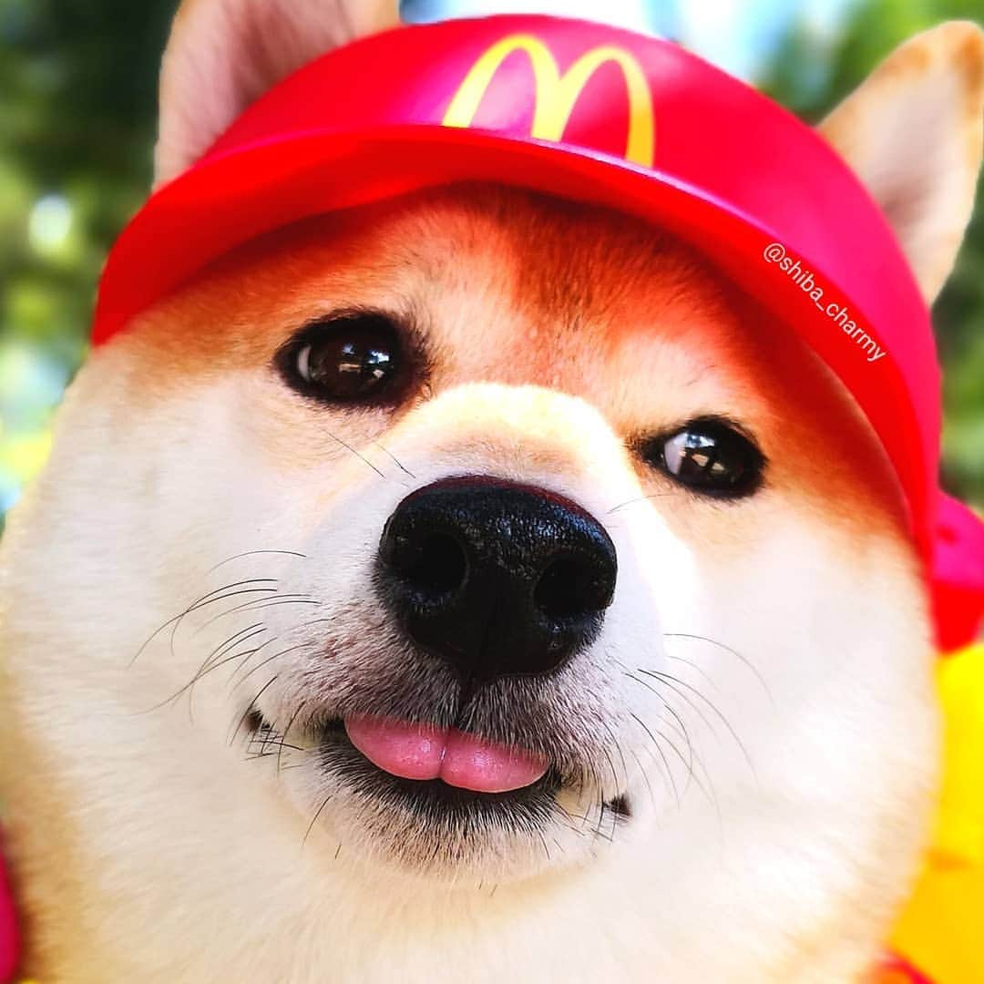 ちゃみさんのインスタグラム写真 - (ちゃみInstagram)「🍟Mcdonald's👅 マックのサンバイザーしたらチョイ👅顔に🤭 #スマイル0円 #最後はポテトの配達行ってきま～す！笑 #マック#マクド #なりきりマクドナルド * * #shiba#shibainu#shibastagram#weeklyfluff#dog#doge#adorable#시바견#柴犬#しばいぬ#犬#愛犬」8月7日 21時15分 - shiba_charmy