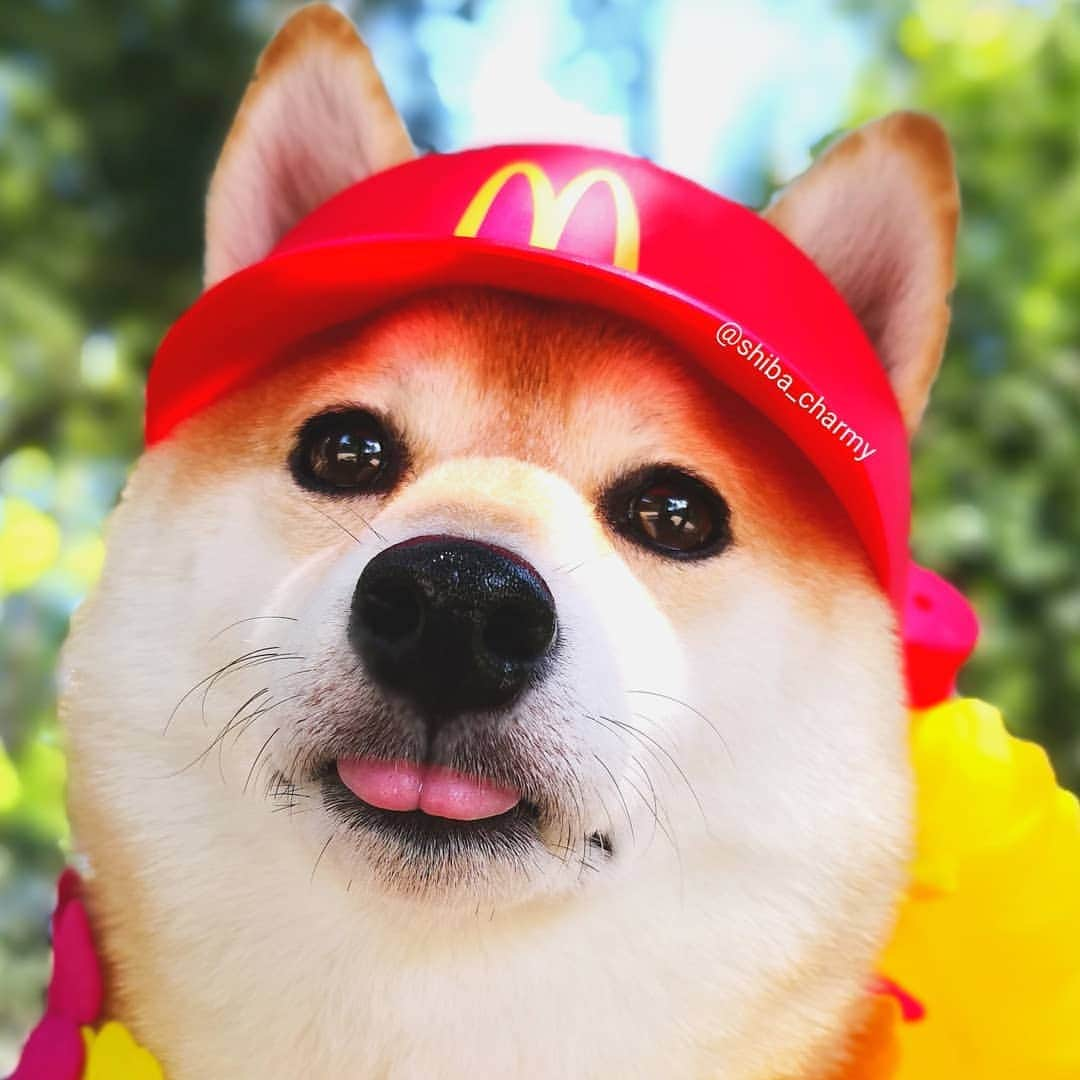 ちゃみさんのインスタグラム写真 - (ちゃみInstagram)「🍟Mcdonald's👅 マックのサンバイザーしたらチョイ👅顔に🤭 #スマイル0円 #最後はポテトの配達行ってきま～す！笑 #マック#マクド #なりきりマクドナルド * * #shiba#shibainu#shibastagram#weeklyfluff#dog#doge#adorable#시바견#柴犬#しばいぬ#犬#愛犬」8月7日 21時15分 - shiba_charmy