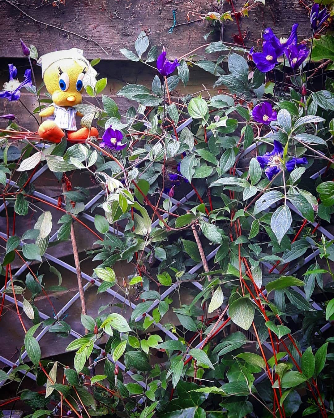 Little Yellow Birdさんのインスタグラム写真 - (Little Yellow BirdInstagram)「That is one keen and committed clematis...it has been blooming for weeks, no, months now!! #littleyellowbird #tweety #tweetykweelapis #adventures #yellow #bird #clematis #garden #gardenlife #gardenflowers #flowers #purple #summer #august #blooming #bloei #stuffedanimalsofinstagram #plushiesofinstagram」8月7日 22時04分 - tweetykweelapis