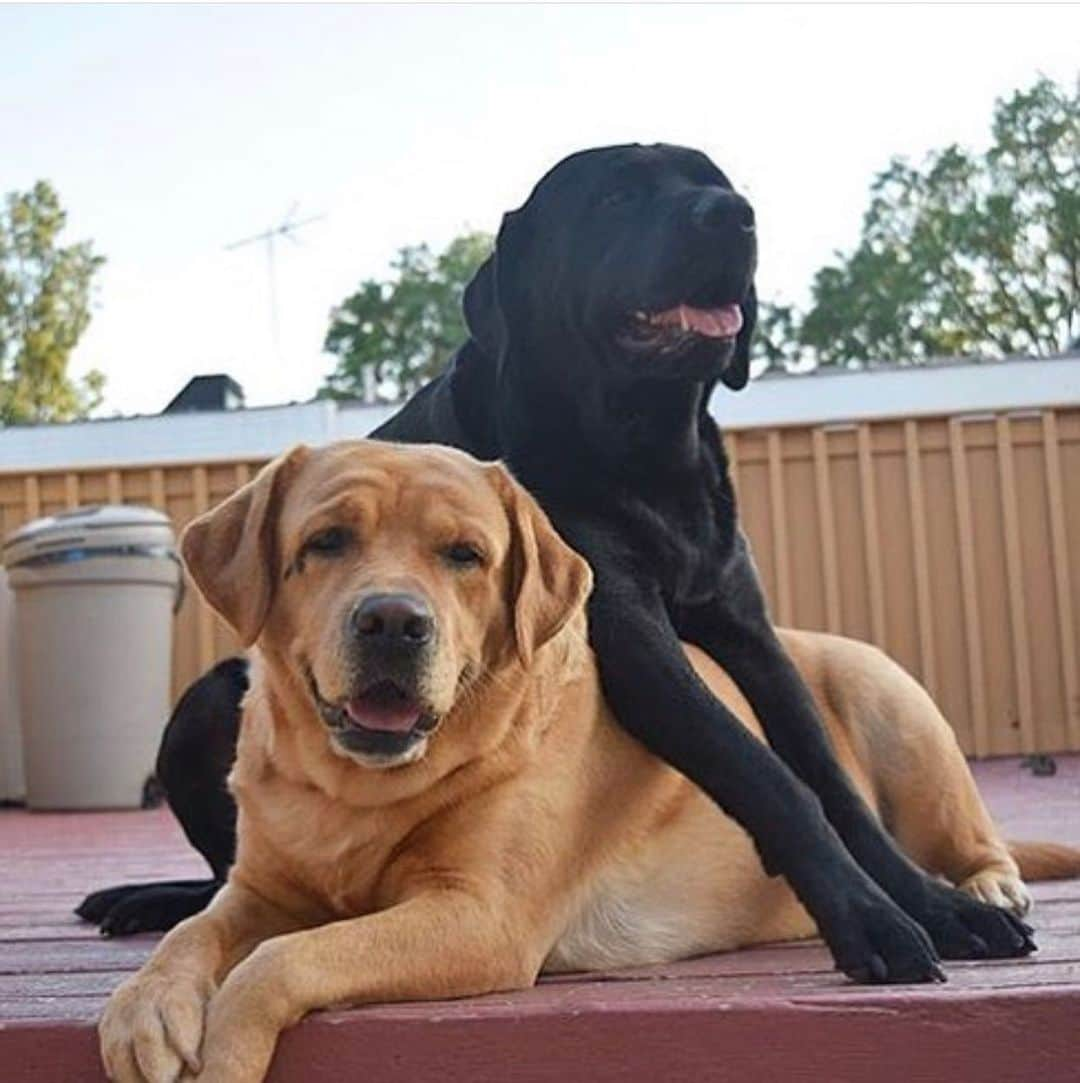 Jake And Gingerさんのインスタグラム写真 - (Jake And GingerInstagram)「#sittingsilly today!😂 #talesofalab #fab_labs_ #labs_of_insta #dogsofinstagram #worldoflabs #weeklyfluff」8月7日 22時03分 - jake_n_ginger