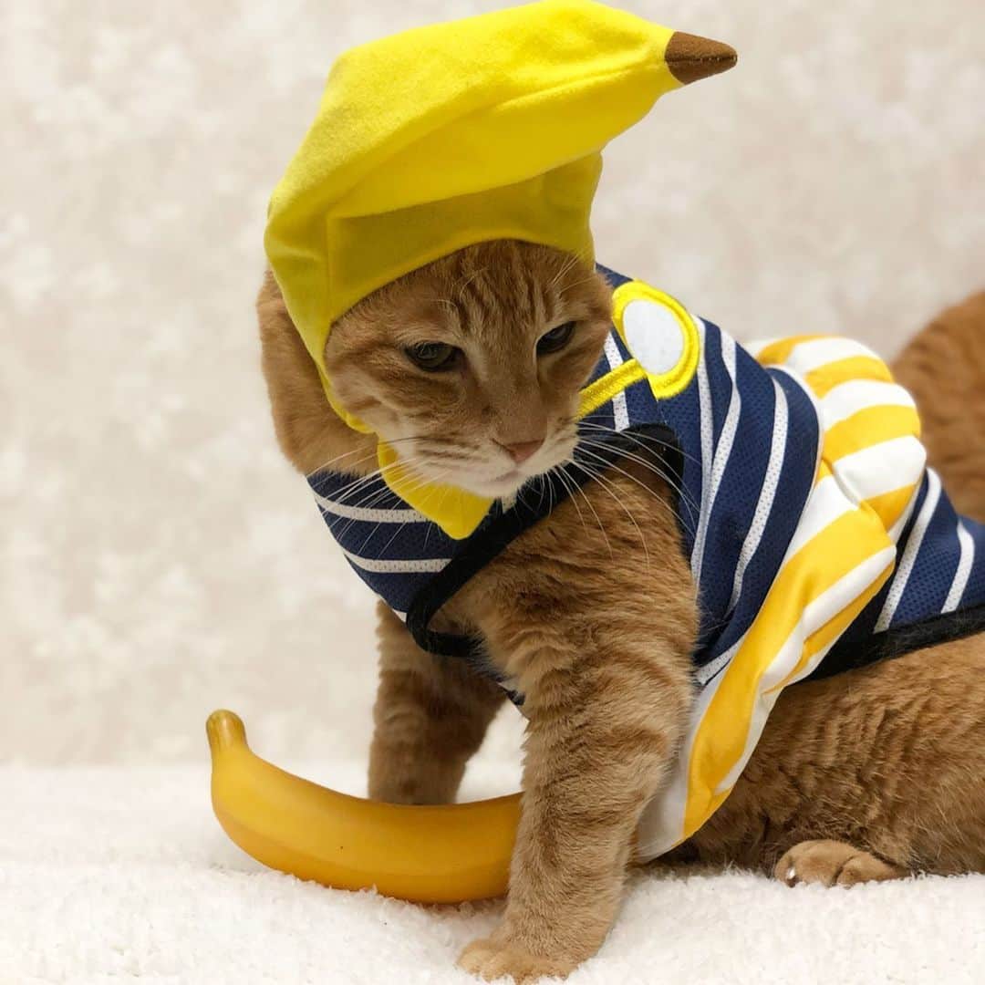 mayumiさんのインスタグラム写真 - (mayumiInstagram)「20190807 ✩ 今日は #バナナの日 ． Instagramにバナナの写真を投稿して 幸せなペットを増やそう！ @unifrutti_jp ． 1投稿につき20円が寄付されます🍌 ． あなたの「おいしい」を、動物達の「うれしいに」。 ． #みんなバナナが大好き とともにバナナの写真を投稿すると、人と動物が良きパートナーとして共に幸せに暮らせる社会を作っていくために、動物福祉活動を、がんばっている団体と、寄付を通じて団体を支援したい人を、つなぐ場をつくっている「アニマル・ドネーション」を通じて、ユニフルーティーから動物のための「保護団体」「伴侶団体」「啓発団体」へ寄付をいたします。 ． 詳しくは👇🏻コチラ https://unifrutti-brands.jp/present/ ． ． #シブにゃん隊over10#無敵の親バカ同盟 #IGersJP#ふわもこ部 #ドリー2019#かぶりものテリドリ ． 👙💕✨ ♡thank ÿ٥ϋ(*Ü*)♡ @akuubichan ． ． #うちの子の夏休み#ipet#今日のうちの子 #猫モフー#世界猫の日モフー #夏のにゃんこ大作戦 #保護猫のシマホ#讓渡会のシマホ #sippo写真展に参加したい #pecoマガジン表紙デビュー ． #cat#茶トラ#gingercat#weeklyfluff #Excellent_cats#cat_features#catofinstagram ． #サンデイ#ペコねこ部#朝ワンコ夕ニャンコ#sippo#nyancon01」8月7日 22時00分 - imuyamotas