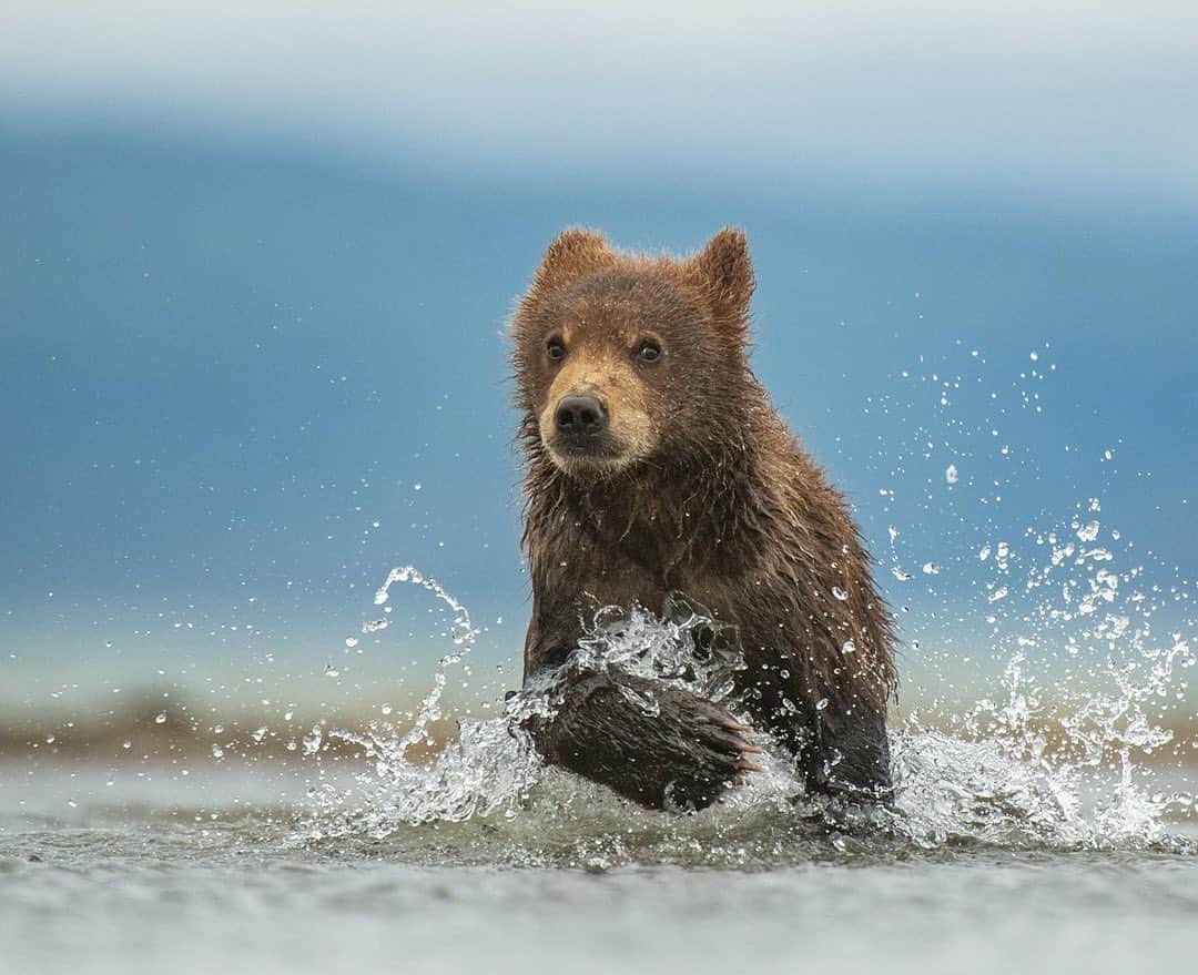 thephotosocietyさんのインスタグラム写真 - (thephotosocietyInstagram)「Photograph by @andyparkinsonphoto/@thephotosociety  Kamchatka bear cub running – There are definitely worse things in life than lying on a remote lake shore in the Russian wilderness watching as a couple of spring cubs, likely just three months old, come running through the water toward you. This was one of countless unforgettable encounters that myself and our group enjoyed during my recent photographic tour to the wilds of Kamchatka in Eastern Russia. The mum and her cubs had been hunting for salmon when they decided to come and start fishing in the river behind where we lay. Relaxed in our presence, so incredibly respectful was my group, that as the mum sauntered casually past us her two cubs came sprinting through the water, straight down the barrel of our lenses. In the end I actually stopped photographing, just to ensure that the cubs didn’t end up coming too close. As it was moments after this cub emerged from the water he scooted right of frame and went to join both his sibling and their mother. I love the quizzical look in this image but most of all it is of course his ridiculously oversized paw, almost as big as his head, that really adds something a little different to the image. Lying flat on the sand I was able to include a distant backdrop, made blue by the early light and the mist shrouded hills. For those that would like to join me next year then I’d encourage you to email me at tours@andrewparkinson.com, just to register your interest whilst I put the finishing touches to the dates and prices. I can’t guarantee you a repeat of an encounter as unique and special as this one but I can guarantee you that the scale, the beauty and drama of Kamchatka, couple with an astonishing density of bears makes this remain the most spectacular destination that I have ever visited. Once again though, just look at that paw! @nikoneurope Nikon D5, Nikon 200-400mm F4 lens, 1.4x teleconverter, 1/1600sec at F5.6, ISO 3200」8月7日 22時04分 - thephotosociety