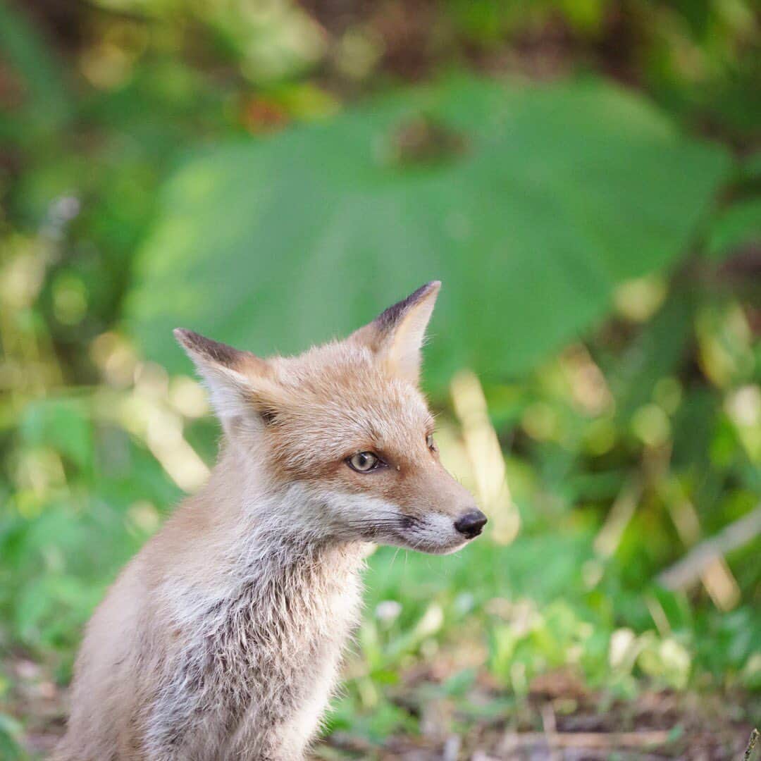 Hikaruのインスタグラム：「Fox in summer. . . . 夏の狐さんははじめて見ます。 子狐さんの日々の成長が 楽しみとなっています。 今では、私の事知ってるでしょ。 と思っています。 (思い込み強いです。笑) . .  #instagram #instagramjapan #igersjp #東京カメラ部 #tokyocameraclub #natgeo #sony #bealpha #SonyAlpha #SonyImager #pashadelic #naturephotography #naturegeography #fox #キタキツネに会いたい #キタキツネ #photogrena_nature #photo_shorttrip #japan #hokkaido #写真好きな人と繋がりたい #北海道 #A7RM3 #Japan_ilc #SonyAlphaAnimalPortrait」