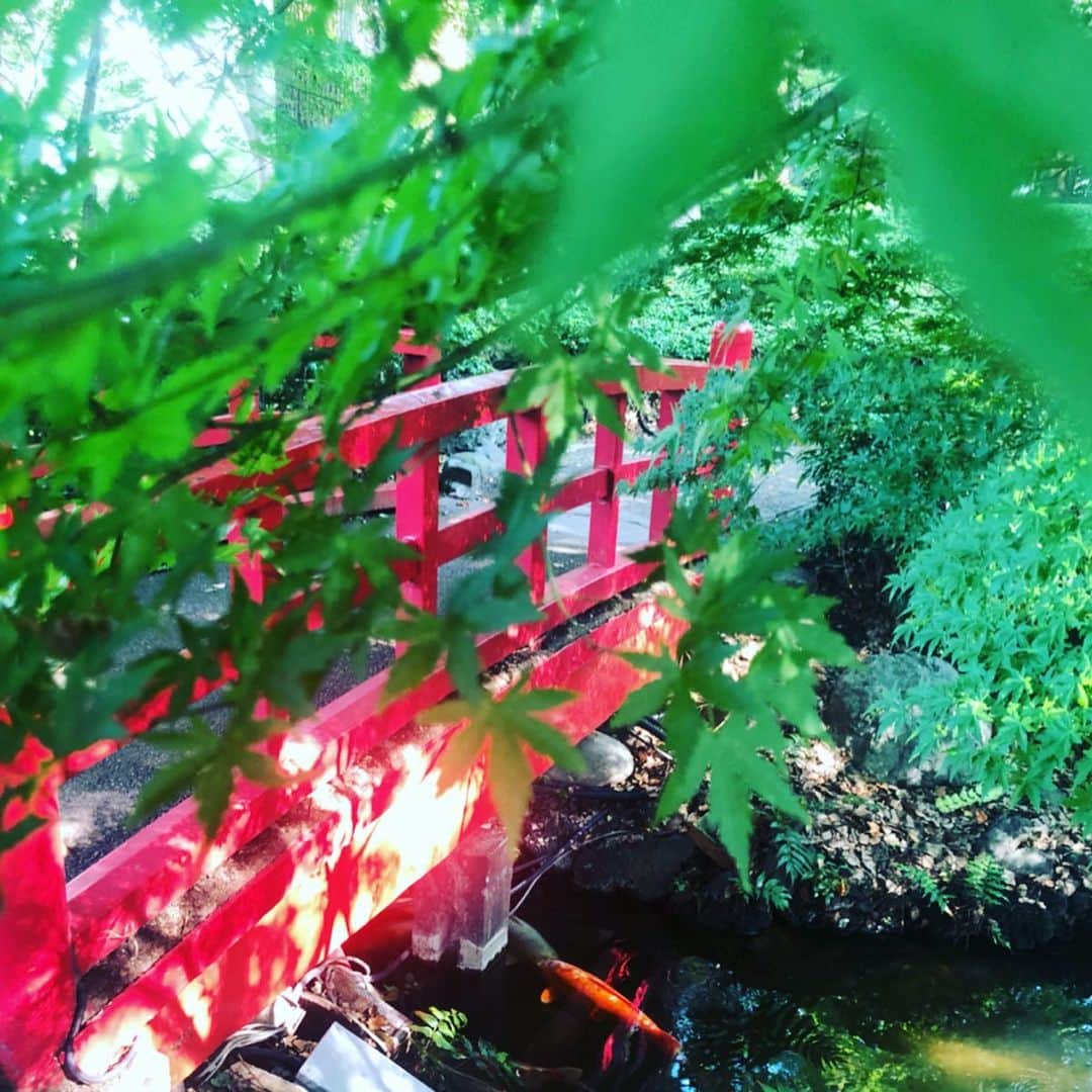 ホテル ニューオータニさんのインスタグラム写真 - (ホテル ニューオータニInstagram)「You can find beautiful koi carps beneath the red arch bridge. #japanesegarden ﻿ 橋の下を優雅に泳ぐ鯉を眺めながら、涼を感じるひととき。﻿ ﻿ #鯉 #日本庭園 #赤い橋 #庭園 #赤坂 #散策 #ホテルニューオータニ #koicarp #koicarps #koipond #koifishpond #beautifuljapan #thepreferredlife #akasaka @hotelnewotanitokyo」8月7日 22時28分 - hotelnewotanitokyo