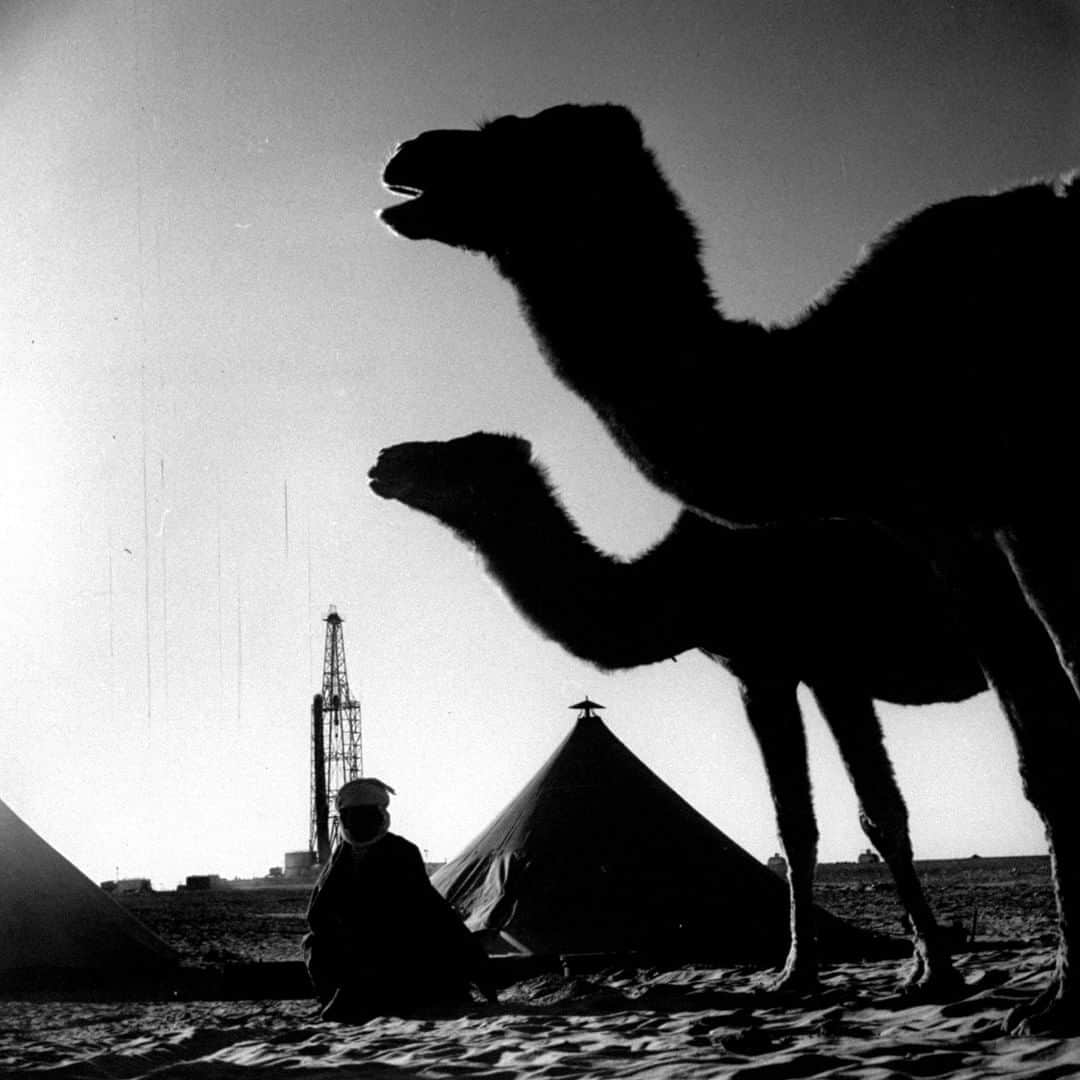 lifeさんのインスタグラム写真 - (lifeInstagram)「From the December 9, 1957 feature on Algeria. This image ran with the following caption: "The prize of oil, discovered in 1956, lies under Sahara sands at oasis of Hassi Messaoud (Blessed Well) where tribesman still brings his camels to water." (Loomis Dean—The LIFE Picture Collection/Getty Images) #wildLIFEwednesday #Algeria #Camels」8月7日 22時32分 - life