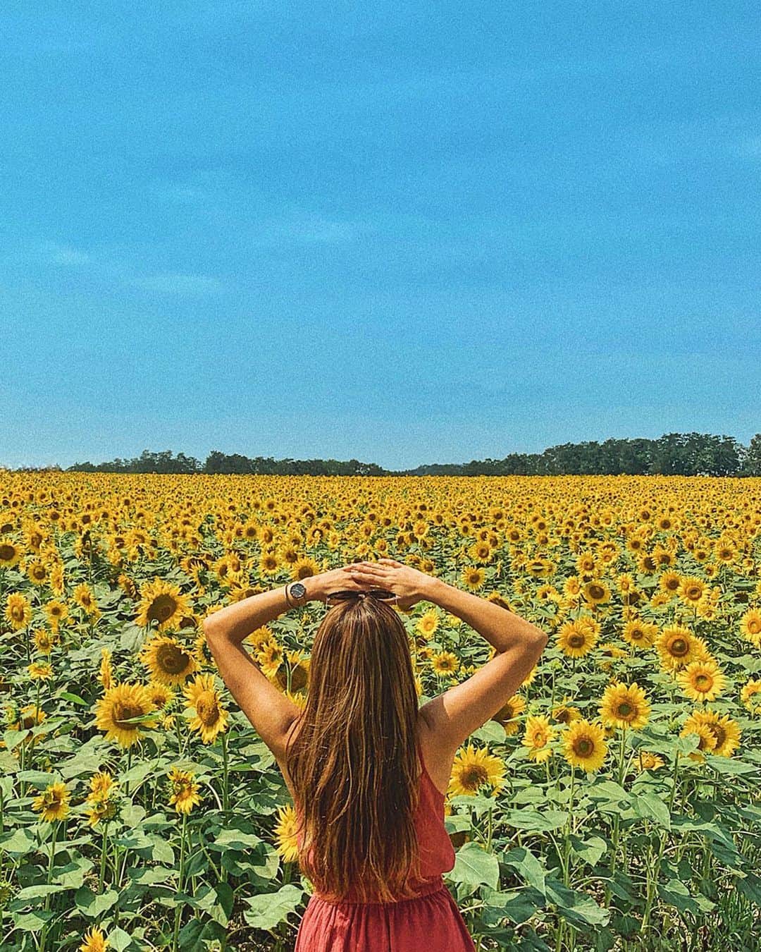 Tattyのインスタグラム：「ほんとにすごかった北海道北竜町のひまわりの里‼🌻︎ こんっっっなにたくさんひまわり見たの初めて😂🙏❤️ 立地も高いところにあって、 上の方からは街の風景が見えて 空気が澄んでて本当に気持ちのいい場所だった🥺✨ 自転車は1時間100円でレンタルできるの🚲 歩いてももちろん周れるけど 自転車を漕いで風を感じながら 広大なひまわり畑を見るのがおススメ！！ 弟と楽しみながら自転車乗って 周れて嬉しさ楽しさ満載😆✨ (バスツアーで行く方は滞在時間が数字で見るより短く感じるから自転車絶対借りた方がいいw) #ひまわり畑 #ひまわりの里 #ひまわり #北海道 #hokkaido #hokuryu #北竜町 #🌻 #girasol #girasoles #sunflower #ANAタビキブン」