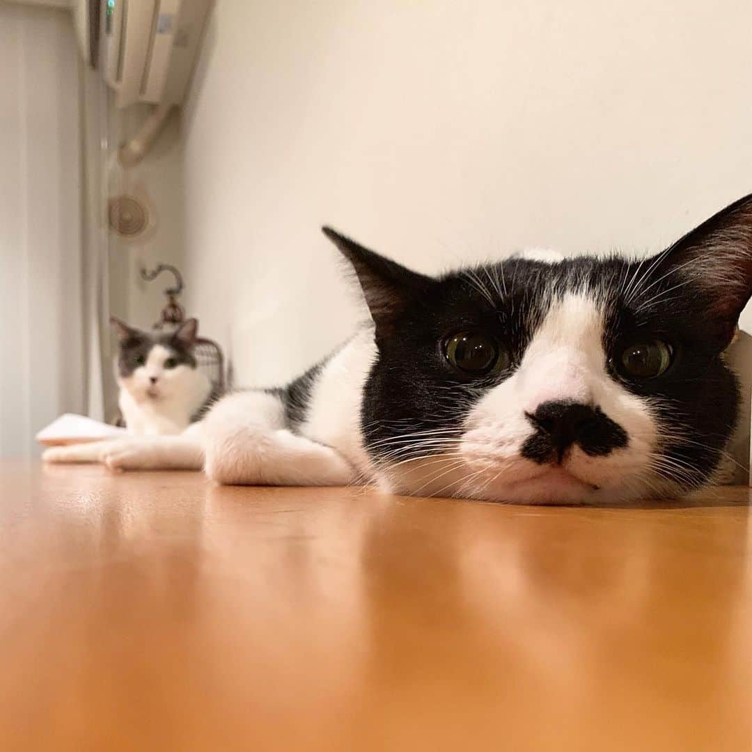 猫ラボさんのインスタグラム写真 - (猫ラボInstagram)「足先が南天に触れててちょっとうれしい蘭丸」8月7日 22時44分 - nekolabo