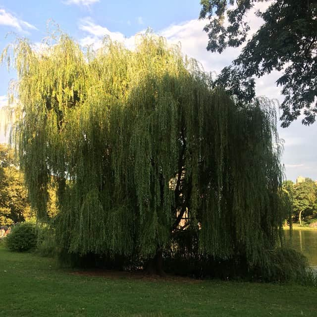 ラリー・ギリアード・Jrさんのインスタグラム写真 - (ラリー・ギリアード・JrInstagram)「The pleasures of living across the street from one of the best man made parks in the world! I ❤️ this park. Much to explore and sometimes you forget you’re in the middle of a city! CENTRAL PARK NYC! Picnic por uno! #centralpark #nyc #adventure #nature #turtles #tunasandwich #waterfall #2019」8月7日 22時56分 - thereallgjr