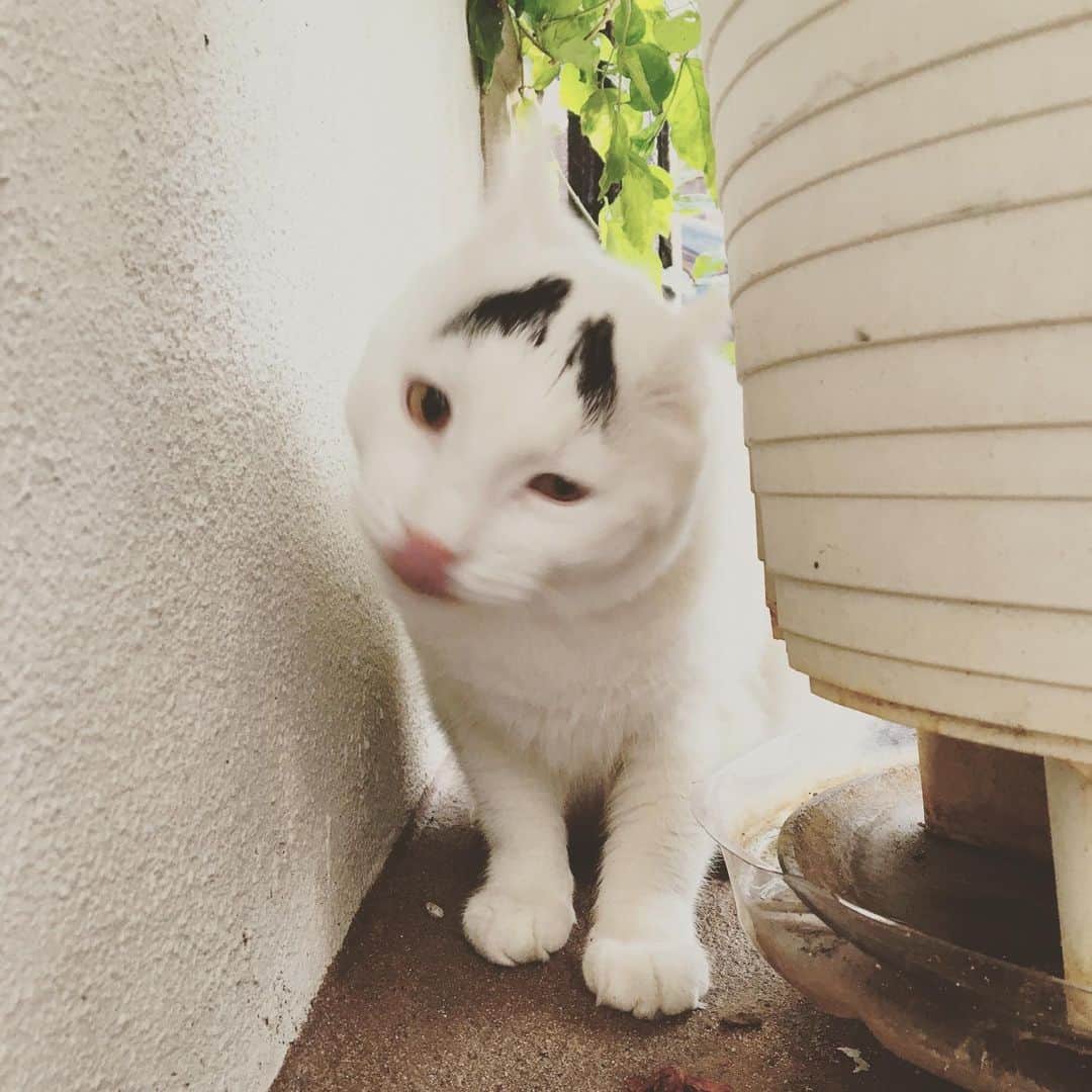 Samさんのインスタグラム写真 - (SamInstagram)「The vicious beast surveys his fort...only to be distracted by a sneeze.」8月7日 22時55分 - samhaseyebrows