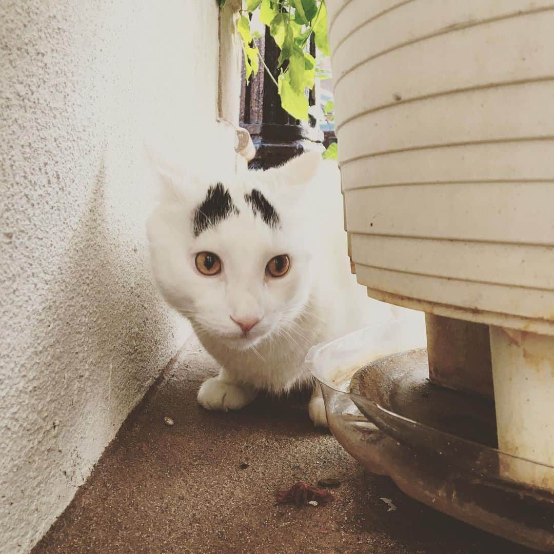 Samのインスタグラム：「The vicious beast surveys his fort...only to be distracted by a sneeze.」