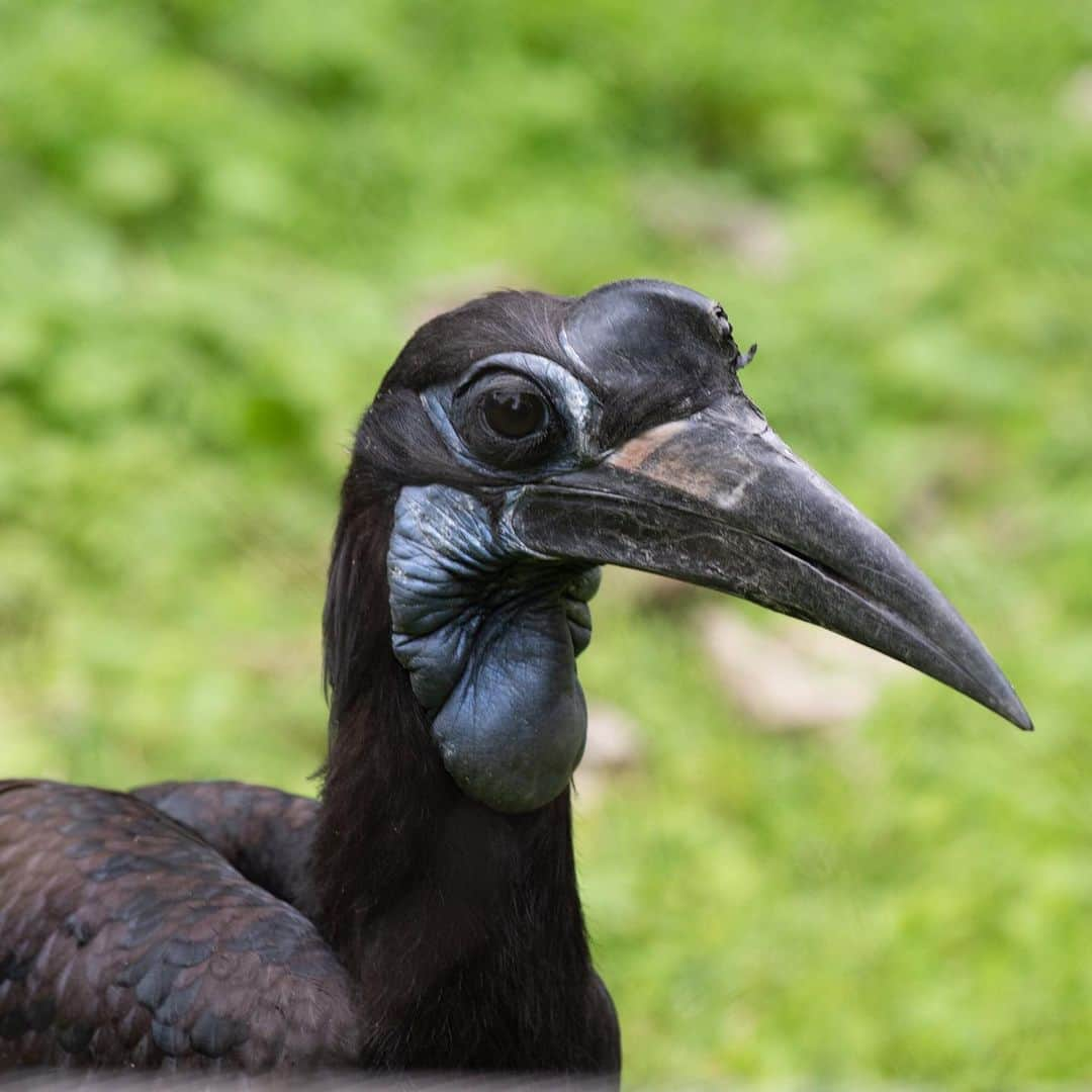 スミソニアン国立動物園さんのインスタグラム写真 - (スミソニアン国立動物園Instagram)「Abyssinian ground hornbill Karl has sleek feathers, long eyelashes and a brightly colored throat sack, but his most striking feature is undoubtedly his artificial beak! Karl’s 3-D printed prosthetic lets him live like a typical hornbill. It’s even helped him bond with his new roommate, a hornbill named Karoline. UPDATE: https://s.si.edu/2GyfHKT. (Link in bio.) 📸 Photo 1: Karl 📸 Photo 2: Karoline」8月7日 22時56分 - smithsonianzoo