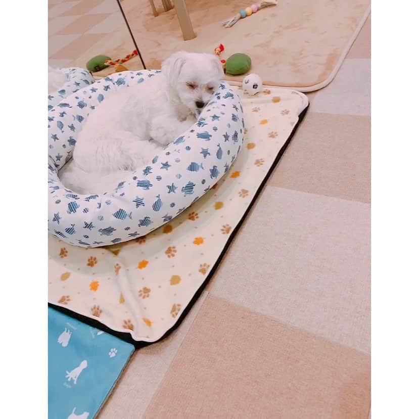 本田裕子さんのインスタグラム写真 - (本田裕子Instagram)「【忘備録と情報シェア】 . ホッ(ˊσ̴̶̷̤ ₋̮̑ σ̴̶̷̤ˋ)₊ . あ、こんばんは。 今日は忘備録と情報シェアです५✍⋆* . というのも、またまた 昨日から まりんが体調悪くて…😢 . 昨日の朝、いきなり まりんがキャンって鳴いて震えてて、どこか（首か背中かお腹）痛そうで、首をすくめ＆腰を丸めて暫く動けなくなっていて👀元気がなかったり、少し動けるようになっても、どこか痛そうで庇ってて。 . . ⚽️で遊ぼう♡って言っても、珍しく興味示さなくて…（まりんが⚽️に興味示さないのは春に門脈シャントで死にかけていた時のみだから絶対おかしいって思って🤔） . 昨日はご飯を食べてくれたんやけど、 何か訴えていて…。 . 慎重に見たり触ったり、 まりんにも何度も聞いたりして👂 いろいろ調べてたら、 もしかするとヘルニア（か膵炎）になってるかも？で、昨日、抜けて（その時は多少歩いたり動けるようにはなってたけど、まだ変だったから）、病院に連れて行きました。 . そして、かかりつけの先生に診ていただいたら、緊急を要する急性ヘルニアや骨折とかではないみたい（先生も分からないみたい）で、もしヘルニアだった場合でもレントゲンでは分からないらしく、全身麻酔をしてMRIとか大がかりな検査になるから、とりあえず痛みが辛いだろうからって痛み止めで3日間安静にして治ることもあるらしく、痛み止めを飲ませたんだけど、、 . 昨夜また まりん辛そうで落ち着かずウロウロしたり、珍しくベッドに来なくて夜中に廊下に座ってたり（まりん一晩中、寝れなかったみたいで）、わたしも一緒に身体をさすってあげたりしてたんだけど、明け方に大量に吐いたり何か顔を上に向けてボーっとしてて苦しそうで😢 . で、今日は全くご飯食べなくて、まりん一睡もできず、一晩中苦しい思いしてたからか、今朝は少し横になって休めそうな感じだったから、朝一で病院に電話して先生に昨夜からの出来事やまりんの様子とか症状を伝えたら、「昨日の痛み止めにも胃薬が入ってますが、まりんちゃん一晩中かなり辛い思いしただろうから、今せっかく少し休めそうな状態なら、動かすとかわいそうだし暑いから、とりあえずお母さんだけ胃薬を取りに来てください」って言われて、すぐに行って先生に更に詳しく様子を話したり、ビデオを見せた結果、 . 昨日は背中？が痛そうだったけど、昨夜から様子が変わって、もしかすると膵炎かも？ということで。 （まりんは門脈シャントの術後に膵炎になってました。） . . 「今日の夕方19時まで病院開いてますので、胃薬飲ませて暫く休ませて、また夕方まりんちゃんを連れて来てください。血液検査して膵炎かどうか調べましょう！」と言われ、 . 胃薬だけ飲ませて、少し様子みて（まりんも少し落ち着いてて）、今日は午前中にズラせない仕事があったので仕事に行き🏃‍♀️ （午後からの仕事やアポはリスケして） . 夕方また病院に連れて行って血液検査を💉 . 結果は膵炎ではなく、免疫疾患の数値が正常値より高かったです。 （岡山の病院でも免疫疾患に異常が見られた話を聞いていたのですが、その時より下がっていたし、アンモニアの数値はバッチリ✨） . そして、ようやくご飯を食べてくれて お薬も飲んでくれて、今は安心してて、 ぐっすり休めそうな感じで（最後の写真） . ホッ(ˊσ̴̶̷̤ ₋̮̑ σ̴̶̷̤ˋ)₊ . この暑さで体調を崩してるワンちゃんが、 とても多いそうです。 . あ、そういえば、まりんは最近お散歩に行ってないですが、岡山の小出先生が先月、教えて下さったのは、真夏に夕方頃や夜になってお散歩に行く🐶飼い主さんが結構いるけれど、夜でもアスファルトは温度が高いから、かなり危険なのだそうです。 （ワンちゃんは猫ちゃんよりも、かなり暑さに弱いそうです。） . なので、たまにお散歩に行くなら、 早朝がオススメなのだそうです。 . まりんはしばらく安静にさせます🐶 . まりん、一晩中、辛くて眠れなくて かなり辛かったね。 . 本当よく頑張ったね♡ . 今夜はゆっくり休もうね♡ . 母ちゃんも一安心ですが、人間も夏バテしてる人が多いので、皆んなもご自愛してね☺️ . （最初の写真はお気に入りの写真💞） . …… #忘備録 #愛娘 #門脈シャント術後 #体調不良 #ようやく復活 #ホッ #一安心 #ワンコ真夏の散歩 #ワンコお散歩 #早朝がオススメ #暑さに弱い #小出動物病院 #マルチーズ部 #マルチーズ大好き #よく頑張ったね #ゆっくり休もうね #つよまり #お気に入り写真 #本田裕子」8月7日 22時57分 - rinrin_yuko