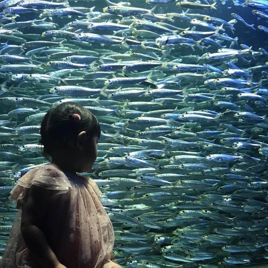 maatamagosanのインスタグラム：「初めての水族館 ねむちゃんに買ってもらったイワシの絵本大好きだからかイワシの水槽が一番楽しそうだった🐟」