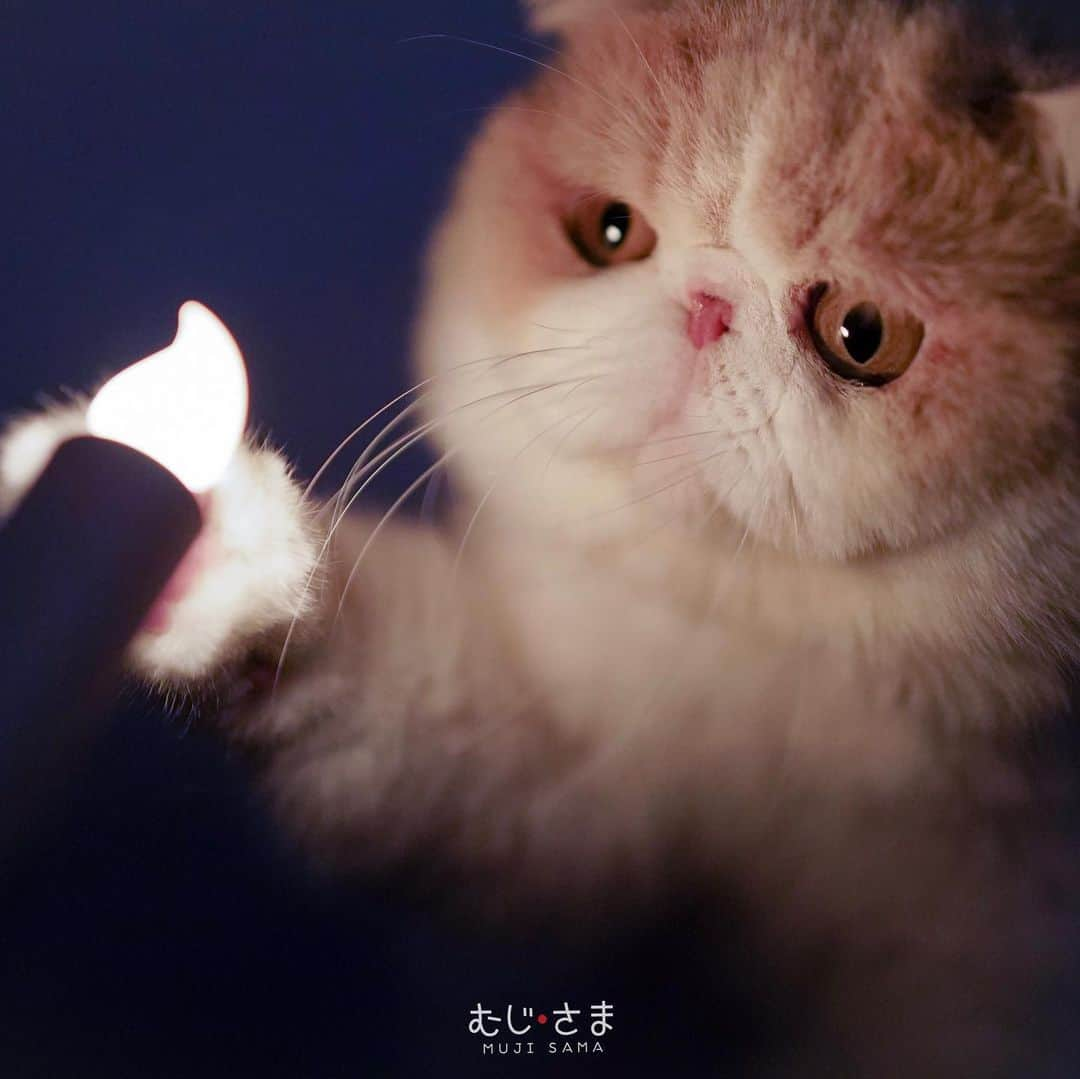 むじさまさんのインスタグラム写真 - (むじさまInstagram)「Play with fire 🔥  #mumaru #mujisama #exoticshorthair #cute #cat #neko #SonyAlphaAnimalPortraitTH #SonyAlphaAnimalPortrait #sonya7iii」8月7日 23時12分 - mujisama