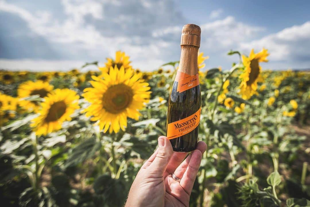 Mionetto Prosecco ČRさんのインスタグラム写真 - (Mionetto Prosecco ČRInstagram)「Největší symboly dokonalého léta si udělaly společnou fotku 🍾🧡🌻🍾🧡🌻 #mionetto #mionettoprosecco #prosecco #sunflower #mionettopiccolo #love #summer #vacation #sun #sunshine #summervibes #proseccovibes」8月7日 23時05分 - mionetto_cz