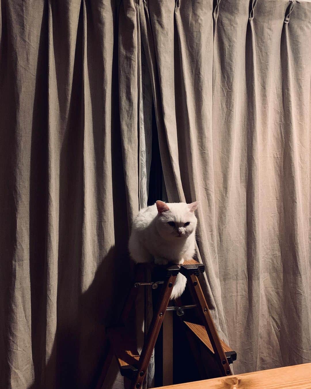 てふさんのインスタグラム写真 - (てふInstagram)「「私を倒してから行きなさい…」 #otefucat」8月7日 23時06分 - cat_chouchou