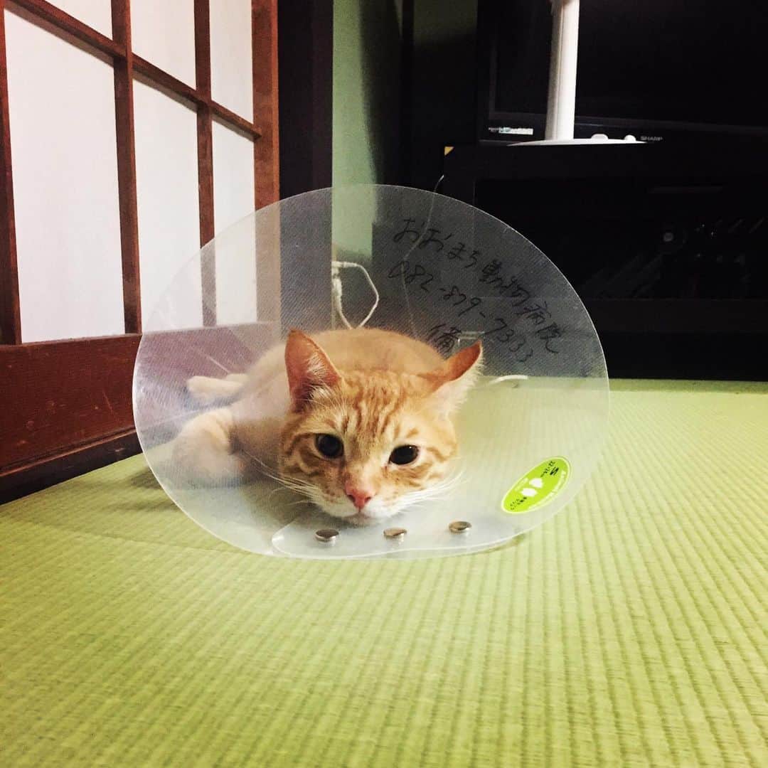 久保田夏菜さんのインスタグラム写真 - (久保田夏菜Instagram)「ケガをしたので治療中。 頭重くって 自由に動けなくって退屈。 がんばれ、金。  #金 #きん #保護猫 #猫のいるくらし」8月7日 23時24分 - kanakubota0805
