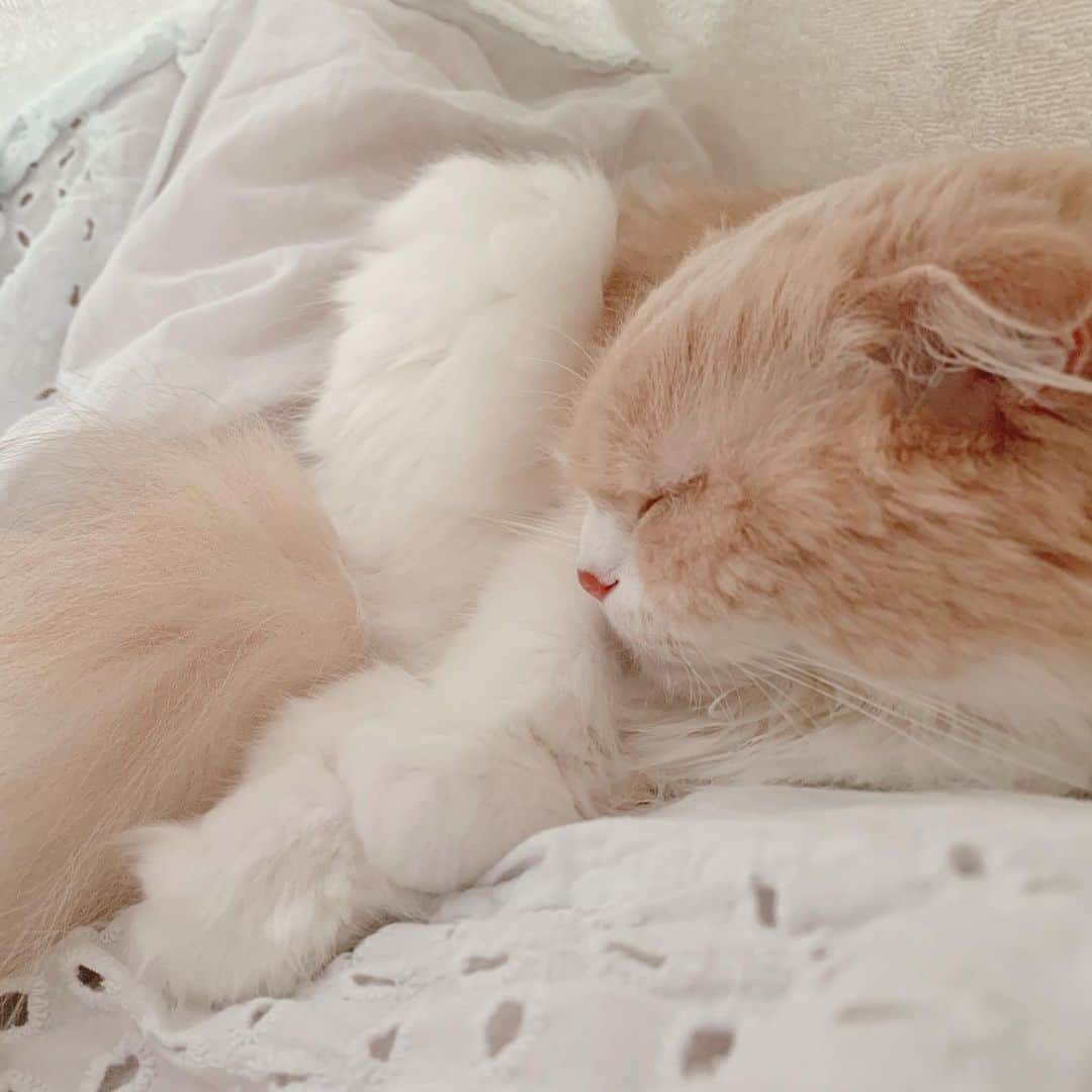 のんたさんのインスタグラム写真 - (のんたInstagram)「のん&ぱんがリビングで寝ていたので ぼーちゃんと寝室にこもり胸に乗せてお昼寝しました あったかくて気持ちよかった♡たっぷり甘えてくれて私もうれしい。 ・ #scottishfold #catstagram_japan #catsofinstagram #cats_of_instagram#catoftheday #ilovemycat #bestmeow #catlover #cutecat #kittensofinstagram #cute #スコティッシュフォールド#mommydaughtertime」8月7日 23時26分 - utacci