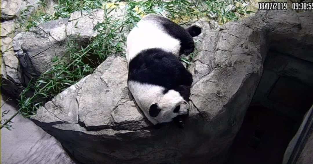 スミソニアン国立動物園さんのインスタグラム写真 - (スミソニアン国立動物園Instagram)「🐼 Our scientists, veterinarians and keepers have been monitoring #MeiXiang closely for the past several months to determine if she is pregnant or experiencing a pseudopregnancy. They will have their answer by the end of August, because Mei Xiang is in her secondary hormone rise — or the 40-50 days when her levels of progesterone start to rise — signaling that she will either give birth to a cub or enter the final stages of a pseudopregnancy in the next several weeks. When Mei Xiang’s hormone levels return to baseline, she will either give birth to a cub or her behavior will return to normal.  Hormones and behavior are not indicators of a pregnancy in giant pandas because they experience the same hormonal changes and behavioral changes even if they are not pregnant. The only way to definitively determine if a giant panda is pregnant before she gives birth is to detect a developing fetus on an ultrasound. Veterinarians have been conducting regular ultrasounds to track changes in Mei Xiang’s reproductive tract, but they have not seen anything yet.  Mei Xiang has been displaying subtle behavioral changes during the past few weeks, but they have become more pronounced in the last 24 hours. This morning she chose to stay inside the panda house and sleep instead of going outside in her yard to eat bamboo. When Mei Xiang is in the final stages of a pregnancy or pseudopregnancy she spends most of her time sleeping and becomes very sensitive to noise, so the panda house will close to provide her with a quiet environment. Visitors will still be able to see Bei Bei and Tian Tian outside in their yards. The best time to see them outside is early in the morning between 8 a.m. and 10 a.m., weather permitting.  Mei Xiang has also started building a small nest of shredded bamboo in her den and modestly adds to it at night. Her appetite has been normal, but she will likely choose to eat less during the coming weeks, which is normal. Keepers and volunteer behavior watchers with Friends of the National Zoo will monitor her for any other changes such as body-licking or cradling toys. #PandaStory」8月7日 23時34分 - smithsonianzoo