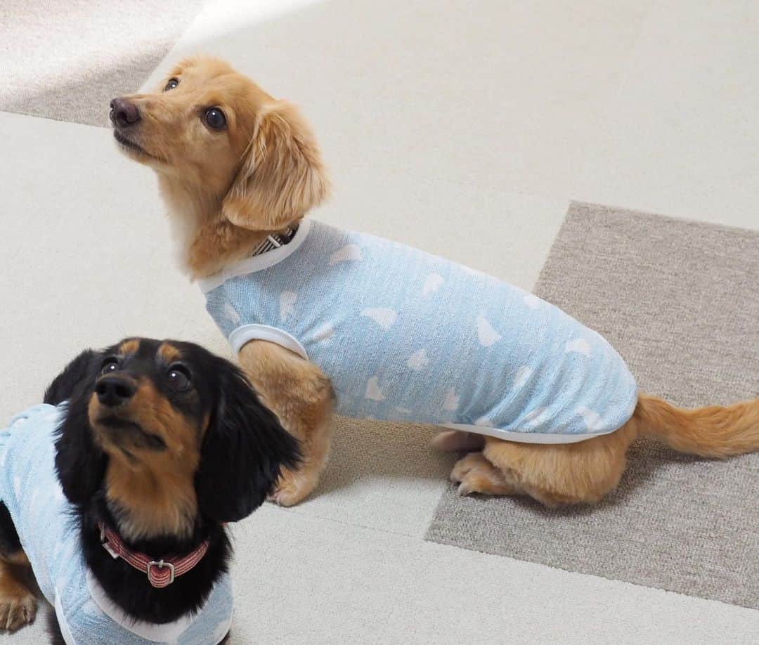 Sora Momoさんのインスタグラム写真 - (Sora MomoInstagram)「新しいお洋服が届いたよ🐶🐾🐶 ☺︎ 朝早くお散歩に行ってももう既に暑いので💦 少しでも涼しくお散歩出来ないかなぁと @handmadesyushu さんにクール素材のお洋服をお願いしました ☺︎ 毎年お願いしてるけど 今年は柔らかくてサラッとしたパイル地なので更に着心地よさそうです😊 触ると冷んやり気持ちいい 少し濡らしたら更に冷んやり快適そうです ☺︎ ももにスカートをお願いしたら わざわざ暴れてもめくれないかアリスちゃんに試作したのを着せて暴れてもらってくれて😆 どこまで神対応なの〜💓 うちは少々めくれてたって気にするお嬢さんじゃないのに😅 ☺︎ 明日から暑くてもお散歩楽しくなりそうです✨ ありがとうございました💓 ☺︎ #新しいお洋服#クール素材#ひんやり涼しい#uvカットもしてくれる #いつもわんこのことを1番に考えてくれる#神対応#素敵なお洋服ありがとう#handmadesyushu  #ダックス#ミニチュアダックス #dachshund #miniaturedachshund」8月7日 23時34分 - teratera_sorapu_