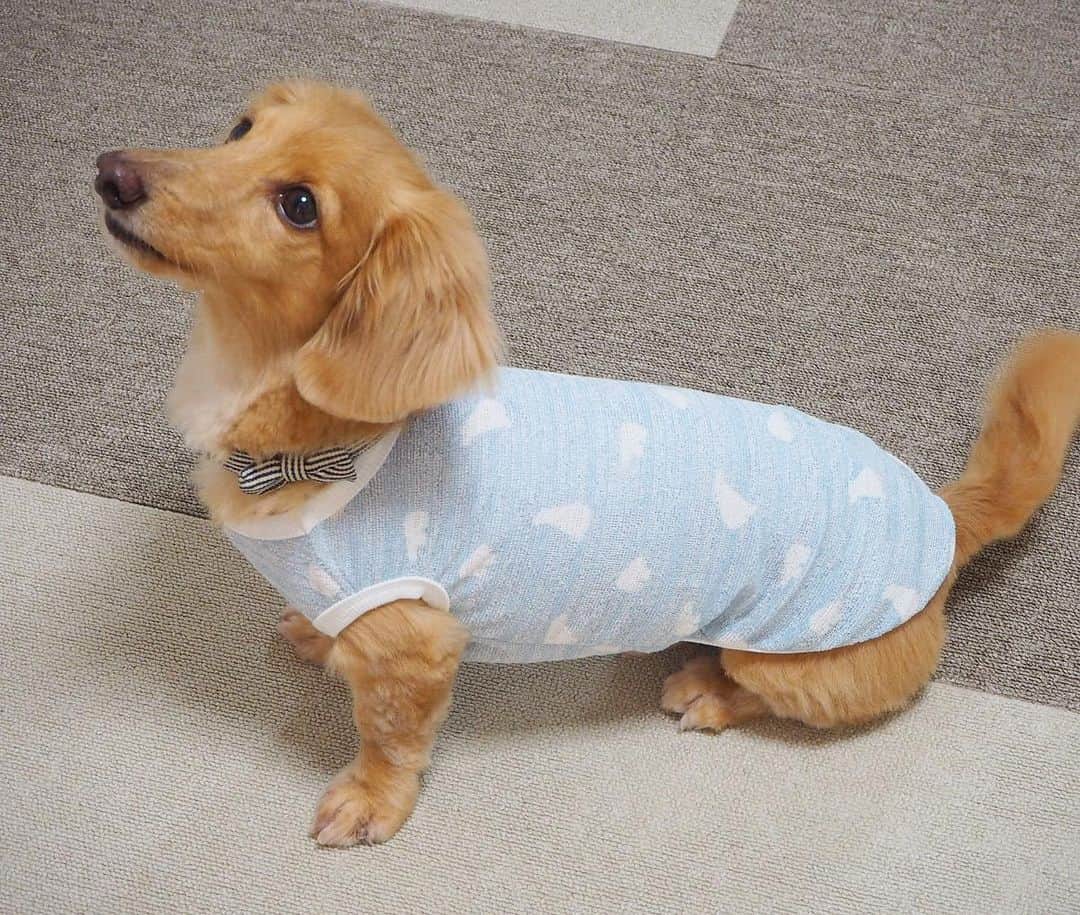 Sora Momoさんのインスタグラム写真 - (Sora MomoInstagram)「新しいお洋服が届いたよ🐶🐾🐶 ☺︎ 朝早くお散歩に行ってももう既に暑いので💦 少しでも涼しくお散歩出来ないかなぁと @handmadesyushu さんにクール素材のお洋服をお願いしました ☺︎ 毎年お願いしてるけど 今年は柔らかくてサラッとしたパイル地なので更に着心地よさそうです😊 触ると冷んやり気持ちいい 少し濡らしたら更に冷んやり快適そうです ☺︎ ももにスカートをお願いしたら わざわざ暴れてもめくれないかアリスちゃんに試作したのを着せて暴れてもらってくれて😆 どこまで神対応なの〜💓 うちは少々めくれてたって気にするお嬢さんじゃないのに😅 ☺︎ 明日から暑くてもお散歩楽しくなりそうです✨ ありがとうございました💓 ☺︎ #新しいお洋服#クール素材#ひんやり涼しい#uvカットもしてくれる #いつもわんこのことを1番に考えてくれる#神対応#素敵なお洋服ありがとう#handmadesyushu  #ダックス#ミニチュアダックス #dachshund #miniaturedachshund」8月7日 23時34分 - teratera_sorapu_