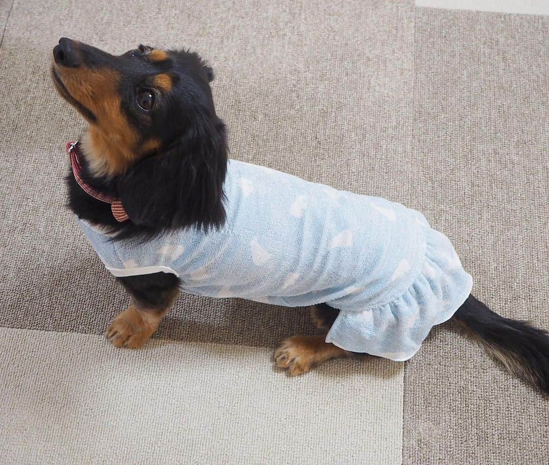 Sora Momoさんのインスタグラム写真 - (Sora MomoInstagram)「新しいお洋服が届いたよ🐶🐾🐶 ☺︎ 朝早くお散歩に行ってももう既に暑いので💦 少しでも涼しくお散歩出来ないかなぁと @handmadesyushu さんにクール素材のお洋服をお願いしました ☺︎ 毎年お願いしてるけど 今年は柔らかくてサラッとしたパイル地なので更に着心地よさそうです😊 触ると冷んやり気持ちいい 少し濡らしたら更に冷んやり快適そうです ☺︎ ももにスカートをお願いしたら わざわざ暴れてもめくれないかアリスちゃんに試作したのを着せて暴れてもらってくれて😆 どこまで神対応なの〜💓 うちは少々めくれてたって気にするお嬢さんじゃないのに😅 ☺︎ 明日から暑くてもお散歩楽しくなりそうです✨ ありがとうございました💓 ☺︎ #新しいお洋服#クール素材#ひんやり涼しい#uvカットもしてくれる #いつもわんこのことを1番に考えてくれる#神対応#素敵なお洋服ありがとう#handmadesyushu  #ダックス#ミニチュアダックス #dachshund #miniaturedachshund」8月7日 23時34分 - teratera_sorapu_