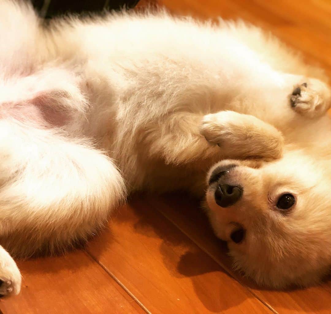 水野良樹さんのインスタグラム写真 - (水野良樹Instagram)「私は犬になりたい。」8月7日 23時34分 - mizunoyoshiki_teke