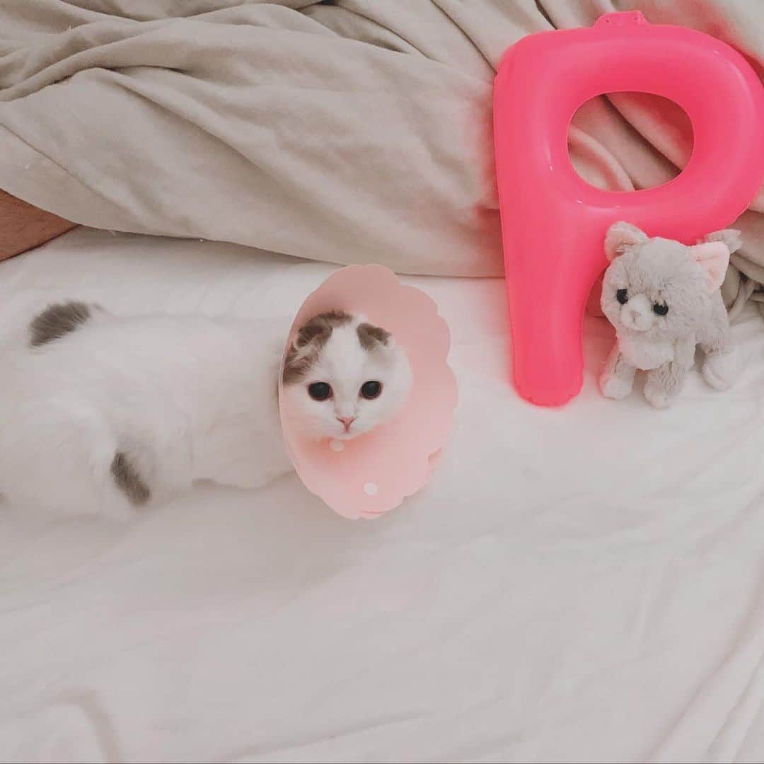 のんたのインスタグラム：「こちらは昨日結成されたチームP (パパ、ぱんちゃん、パンプキン) それと今日抜けたぱんちゃん3本目の乳歯🦷 ・ #scottishfold #catstagram_japan #catsofinstagram #cats_of_instagram#catoftheday #ilovemycat #bestmeow #catlover #cutecat #kittensofinstagram #cute #スコティッシュフォールド」