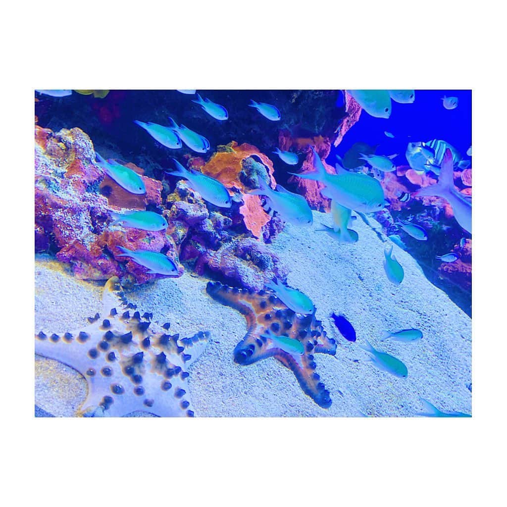 竹澤萌子さんのインスタグラム写真 - (竹澤萌子Instagram)「先月の伊勢旅行🚙💕💕 お盆は今年はどこにも行けなさそうだから、産前最後の遠出🤰🌟 まずは鳥羽水族館🌊🐠楽しかったよ〜！🐬💙💙💙 娘もちゃんとお魚見てくれてたし、旦那さんはセイウチにガラス越しに、ずっとベロベロチューされてたし😂👏💓 台風直撃の日だったけど、天気の回復も早くて助かりました🙆‍♀️❤️ #伊勢#旅行#伊勢旅行#鳥羽水族館#妊婦#マタニティ#赤ちゃん#女の子ベビー#娘#0歳#9ヶ月#新米ママ#年子ママ#baby#babygirl#maternity#instagood#instalike#aquarium#isejingu#summer#summervacation#travel#trip#family」8月7日 23時43分 - moeco_world
