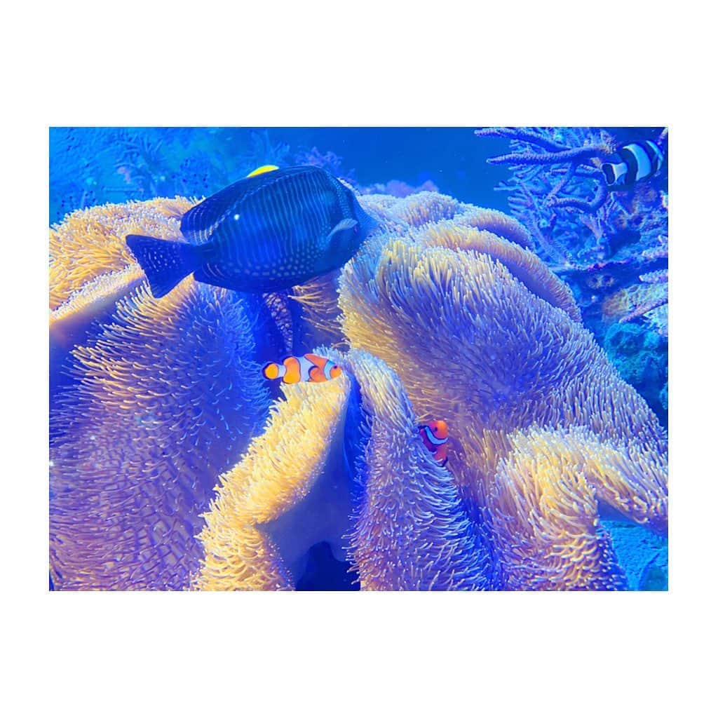竹澤萌子さんのインスタグラム写真 - (竹澤萌子Instagram)「先月の伊勢旅行🚙💕💕 お盆は今年はどこにも行けなさそうだから、産前最後の遠出🤰🌟 まずは鳥羽水族館🌊🐠楽しかったよ〜！🐬💙💙💙 娘もちゃんとお魚見てくれてたし、旦那さんはセイウチにガラス越しに、ずっとベロベロチューされてたし😂👏💓 台風直撃の日だったけど、天気の回復も早くて助かりました🙆‍♀️❤️ #伊勢#旅行#伊勢旅行#鳥羽水族館#妊婦#マタニティ#赤ちゃん#女の子ベビー#娘#0歳#9ヶ月#新米ママ#年子ママ#baby#babygirl#maternity#instagood#instalike#aquarium#isejingu#summer#summervacation#travel#trip#family」8月7日 23時43分 - moeco_world