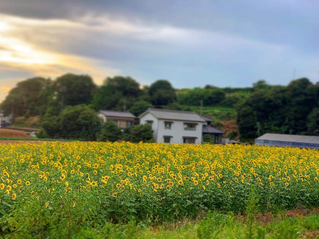 小川貴之のインスタグラム：「唐突なひまわり ぜーぜーな状態で水分補給してたらこんな景色が」
