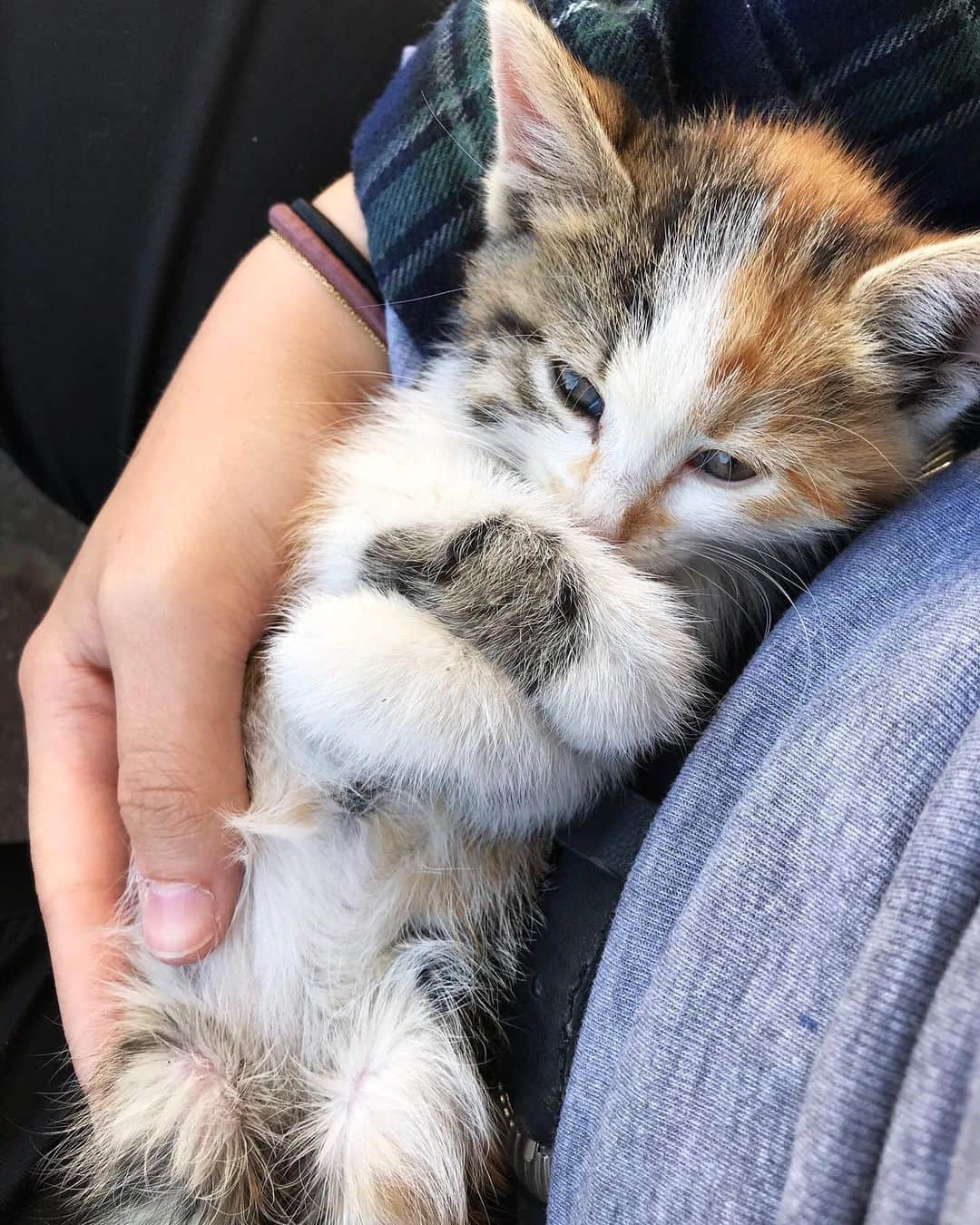 ティファニー・アルボードさんのインスタグラム写真 - (ティファニー・アルボードInstagram)「When you don’t get your way.. SAME 😅 jk jk but how cute is this mcsassy cat?! 🤷‍♀️😍 - 🥰 3 things real quick: 1. I really want this cat (yes.. you’re welcome for this cat inspo pic 😏) - 2. I got a video coming at 3pm today, so you won’t have to feel sad like this cat 😜 it’s different than anything I’ve done as it’s in VIRTUAL REALITY!!! (Grab a headset or turn your phone horizontal for best viewing😉) - 3. Lastly if you paws your day for a sec it’d mean the absolute world if you click the link in my bio for my new song (if you choose Spotify then you’ll get all my latest music & releases yayyy! ❤️) p.s. thank you in advance 😊💕 okay das all, continue with your fantastic day! 😍😆🥰」8月8日 0時07分 - tiffanyalvord