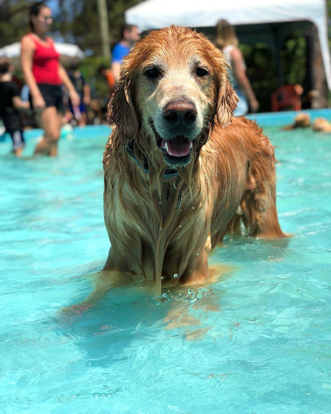 Bobさんのインスタグラム写真 - (BobInstagram)「Atendendo a pedidos, Top 10 Bobito! . . #pets #photooftheday #petsofinstagram #instagrammers #instagram #instadaily #vejasp #goldenretriever #goldenretrievers #goldenretrieversofinstagram #dogs #dogstyle #dogoftheday #dogsofinstagram #saopaulo #gudfriends . . @petxpoficial dias 30,31/08 e 01/09 Ingressos com cupom PETXPBOBMARLEY tem 10% de desconto.」8月8日 0時23分 - bob_marley_goldenretriever