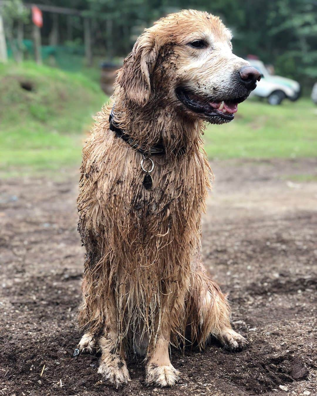 Bobさんのインスタグラム写真 - (BobInstagram)「Atendendo a pedidos, Top 10 Bobito! . . #pets #photooftheday #petsofinstagram #instagrammers #instagram #instadaily #vejasp #goldenretriever #goldenretrievers #goldenretrieversofinstagram #dogs #dogstyle #dogoftheday #dogsofinstagram #saopaulo #gudfriends . . @petxpoficial dias 30,31/08 e 01/09 Ingressos com cupom PETXPBOBMARLEY tem 10% de desconto.」8月8日 0時23分 - bob_marley_goldenretriever