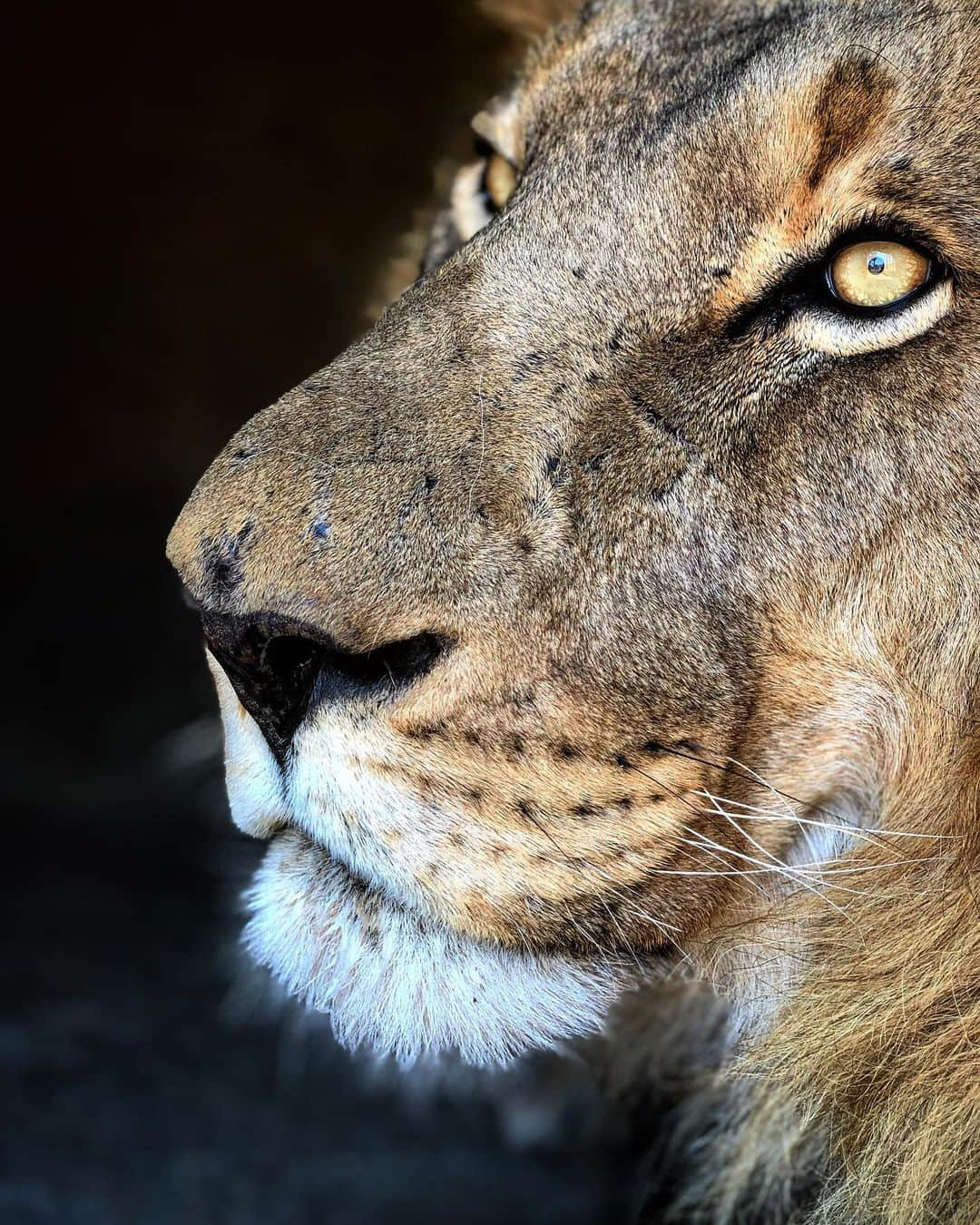 Kevin Richardson LionWhisperer のインスタグラム