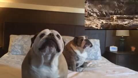 のインスタグラム：「Bulldogs are the best critics and they don’t seem to like the new Lion King 🤷🏼‍♀️ . . . . . #bulldog #movie #critic #judgingyou #puppy #knows #best #dogsofinstagram #funny @_elvis_and_khaleesi_」