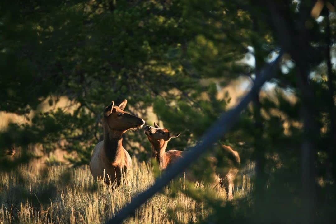 National Geographic Travelさんのインスタグラム写真 - (National Geographic TravelInstagram)「Photo by @drewtrush | Elk calves get ready to experience their first fall in the Rocky Mountains after spending the summer growing and learning from the herd. #wyoming #elkcalves #nature #wildlife」8月8日 1時01分 - natgeotravel